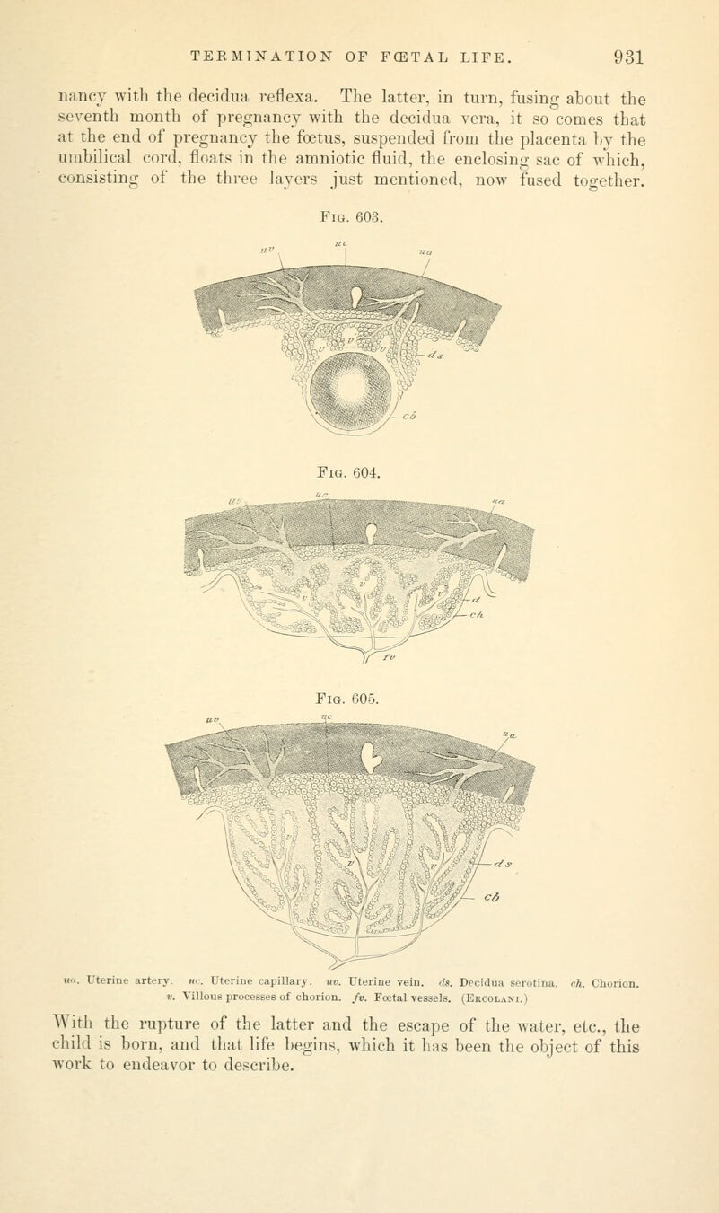 nancy with the clecidua reflexa. The latter, in turn, fusing about the seventh month of pregnancy with the decidua vera, it so comes that at the end of pregnancy the foetus, suspended from the placenta by the umbilical cord, floats in the amniotic fluid, the enclosing sac of which, consisting of the three layers just mentioned, now fused together. Fig. 603. - Fig. 604. Fig. 605. ««. Uterine artery, uc. Uterine capillary. uv. Uterine vein. ils. Decidua serotina. ck. Chorion. v. Villous processes of chorion, fv. Foetal vessels. (Eecolaki.) With the rupture of the latter and the escape of the water, etc., the child is born, and that life begins, which it has been the object of this work to endeavor to describe.