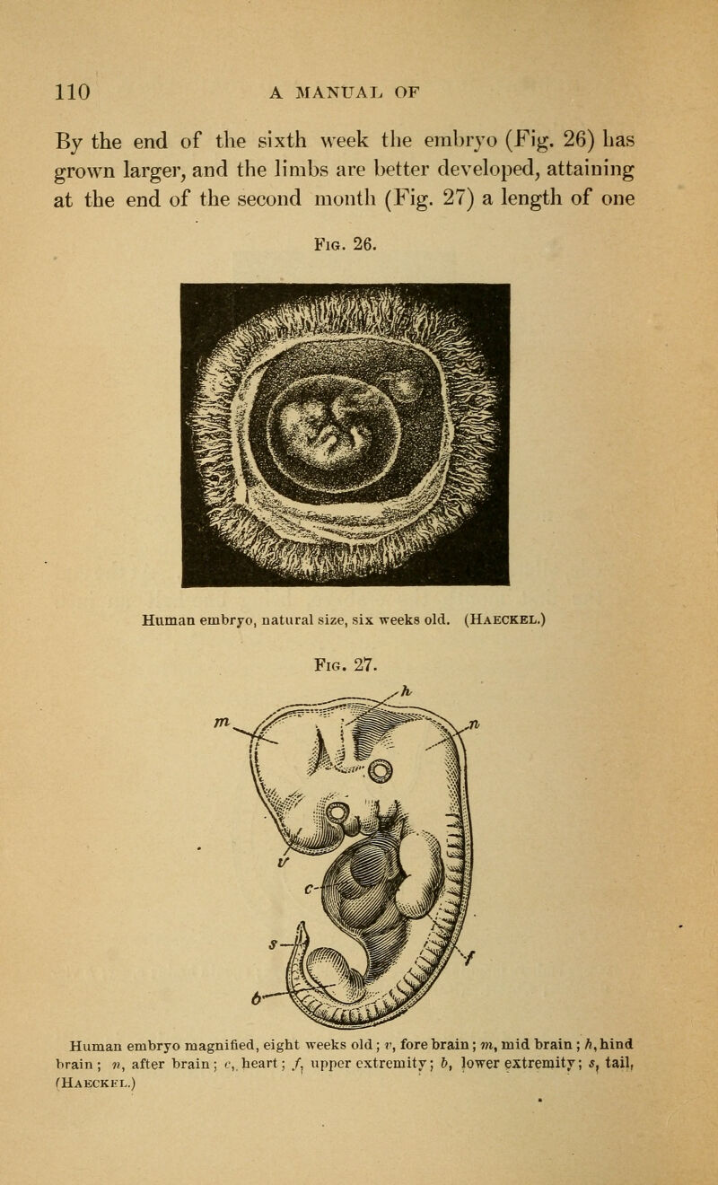 By the end of the sixth week the embryo (Fig. 26) has grown larger, and the h'mbs are better developed, attaining at the end of the second month (Fig. 27) a length of one Fig. 26. Human embryo, natural size, six weeks old. (Haeckel.) Fig. 27. Human embryo magnified, eight weeks old; v, fore brain; m, mid brain ; A, hind brain; ?/, after brain; t,. heart; /, upper extremity; b, lower extremity; s^ tail, THAECKhL.)