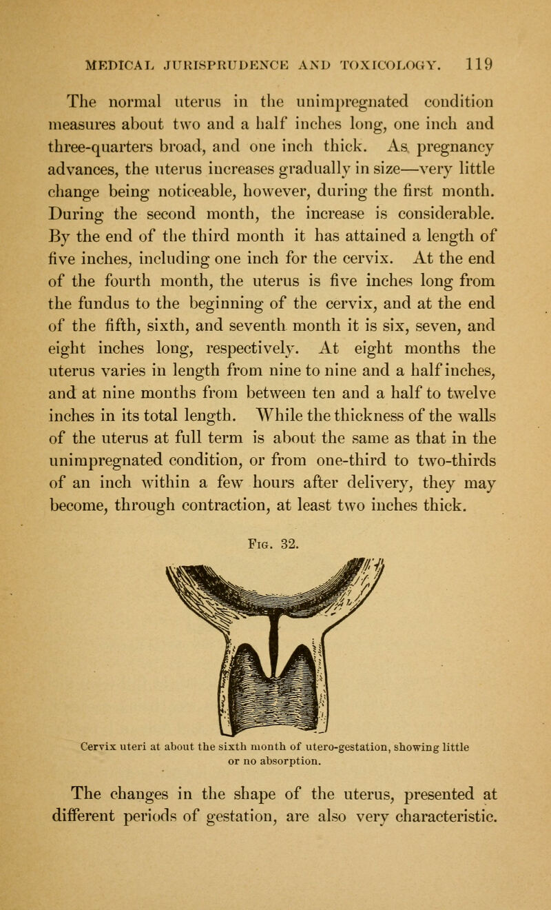 The normal uterus in the uuimpregnated condition measures about two and a half inches long, one inch and three-quarters broad, and one inch thick. Aa pregnancy advances, the uterus increases gradually in size—very little change being noticeable, however, during the first month. During the second month, the increase is considerable. By the end of the third month it has attained a length of five inches, including one inch for the cervix. At the end of the fourth month, the uterus is five inches long from the fundus to the beginning of the cervix, and at the end of the fifth, sixth, and seventh month it is six, seven, and eight inches long, respectively. At eight months the uterus varies in length from nine to nine and a half inches, and at nine months from between ten and a half to twelve inches in its total length. While the thickness of the walls of the uterus at full term is about the same as that in the uuimpregnated condition, or from one-third to two-thirds of an inch w^ithin a few hours after delivery, they may become, through contraction, at least two inches thick. Fig. 32. Cervix uteri at about the sixth month of utero-gestation, showing little or no absorption. The changes in the shape of the uterus, presented at different periods of gestation, are also very characteristic.