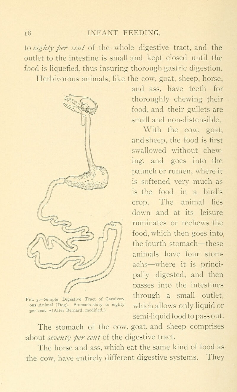 to eighty per cent of the whole digestive tract, and the outlet to the intestine is small and kept closed until the food is liquefied, thus insuring thorough gastric digestion. Herbivorous animals, like the cow, goat, sheep, horse, and ass, have teeth for thoroughly chewing their food, and their gullets are small and non-distensible. With the cow, goat, and sheep, the food is first swallowed without chew- ing, and goes into the paunch or rumen, where it is softened very much as is the food in a bird's crop. The animal lies down and at its leisure ruminates or rechews the food, which then goes into, the fourth stomach—these animals have four stom- achs—where it is princi- pally digested, and then passes into the intestines through a small outlet, which allows only liquid or semi-liquid food to pass out. The stomach of the cow, goat, and sheep comprises about seventy per cent of the digestive tract. The horse and ass, which eat the same kind of food as the cow, have entirely different digestive systems. They Fig. 3.—Simple Digestive Tract of Carnivor- •ous Animal (Dog) Stomach sixty to eighty per cent. « (After Bernard, modified.)