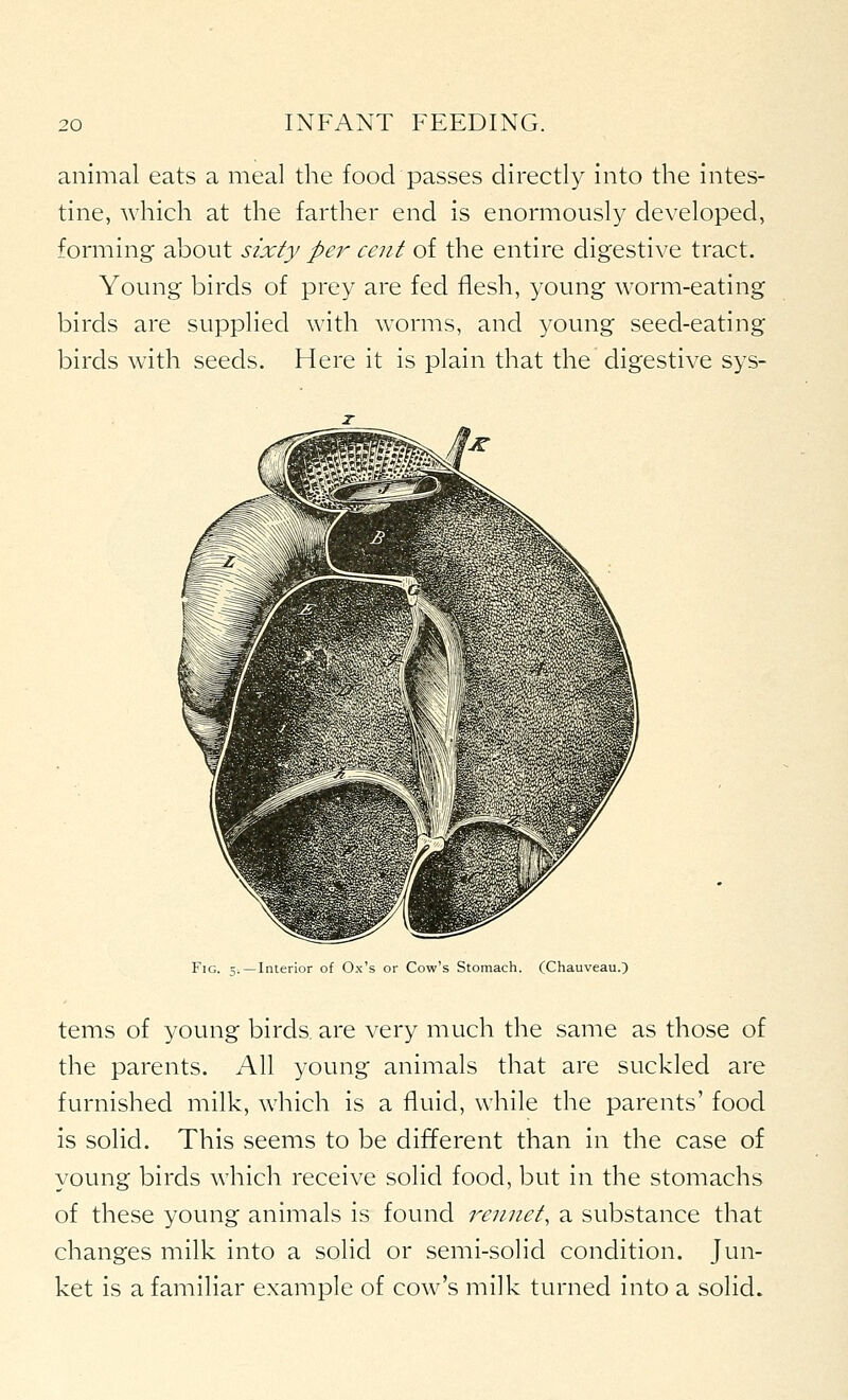 animal eats a meal the food passes directly into the intes- tine, which at the farther end is enormously developed, forming about sixty per cent of the entire digestive tract. Young birds of prey are fed flesh, young worm-eating birds are supplied with worms, and young seed-eating birds with seeds. Here it is plain that the digestive sys- FlG. -Interior of Ox's or Cow's Stomach. (Chauveau.) terns of young birds are very much the same as those of the parents. All young animals that are suckled are furnished milk, which is a fluid, while the parents' food is solid. This seems to be different than in the case of young birds which receive solid food, but in the stomachs of these young animals is found rennet, a substance that changes milk into a solid or semi-solid condition. Jun- ket is a familiar example of cow's milk turned into a solid.