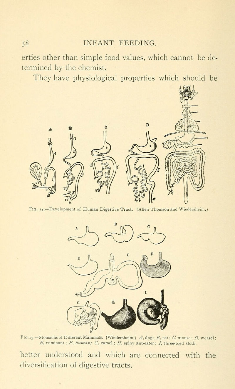 erties other than simple food values, which cannot be de- termined by the chemist. They have physiological properties which should be Fig. 14.—Development of Human Digestive Tract. (Allen Thomson and Wiedersheim.) Fig 15 —Stomachs of Different Mammals. (Wiedersheim.) A,6og; B,Ta.t; 6', mouse ; D, weasel; £, ruminant; /% htiman; G, camel; //, spiny ant-eater; /, three-toed sloth. better understood and which are connected with the diversification of digestive tracts.