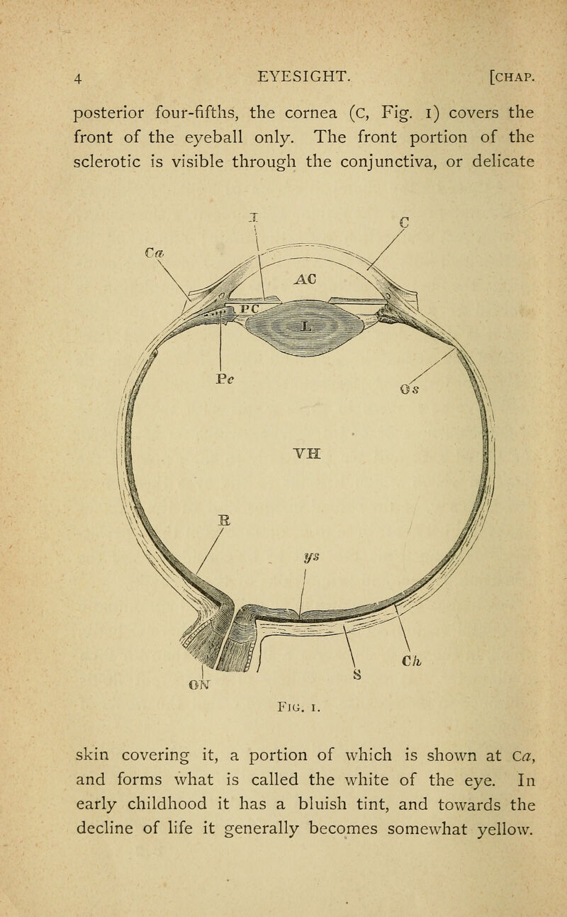 EYESIGHT. [chap. posterior four-fifths, the cornea (c, Fig. i) covers the front of the eyeball only. The front portion of the sclerotic is visible through the conjunctiva, or delicate ON Fig. I. skin covering it, a portion of which is shown at Ca, and forms what is called the white of the eye. In early childhood it has a bluish tint, and towards the decline of life it generally becomes somewhat yellow.