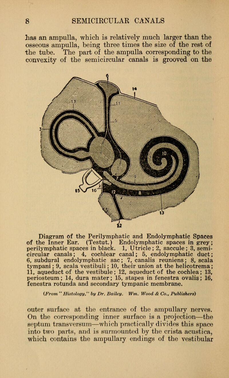 has an ampulla, which is relatively much larger than the osseous ampulla, being three times the size of the rest of the tube. The part of the ampulla corresponding to the convexity of the semicircular canals is grooved on the Diagram of the Perilymphatic and Endolymphatic Spaces of the Inner Ear. (Testut.) Endolymphatic spaces in grey; perilymphatic spaces in black. 1, Utricle ; 2, saccule ; 3, semi- circular canals; 4, cochlear canal; 5, endolymphatic duct; 6, subdural endolymphatic sac; 7, canalis reuniens; 8, scala tympani; 9, scala vestibuli; 10, their union at the helicotrema; 11, aqueduct of the vestibule; 12, aqueduct of the cochlea; 13, periosteum; 14, dura mater; 15, stapes in fenestra ovalis; 16, fenestra rotunda and secondary tympanic membrane. {From Histology, by Dr. Bailey. Wm. Wood & Co., Publishers) outer surface at the entrance of the ampullary nerves. On the corresponding inner surface is a projection—the septum transvorsum—which practically divides this space inUj two parts, and is surmoimtod by the crista acustica, which contains the ampullary endings of the vestibular