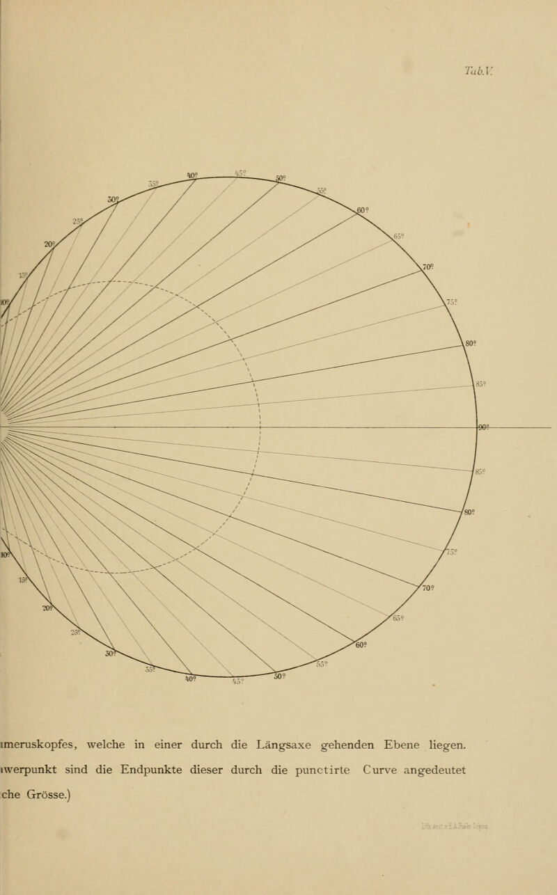 Tab.V imeruskopfes, welche in einer durch die Längsaxe gehenden Ebene liegen, iwerpunkt sind die Endpunkte dieser durch die punctirte Curve angedeutet che Grösse.)