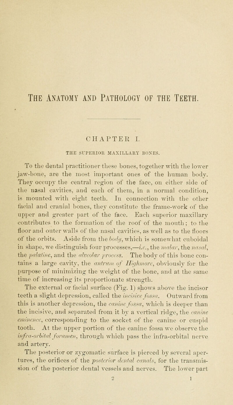 The Anatomy and Pathology of the Teeth. CHAPTEE I. THE SUPERIOR MAXILLARY BONES. To the dental practitioner these bones, together with the lower jaw-bone, are the most important ones of the human body. They occupy the central region of the face, on either side of the nasal cavities, and each of them, in a normal condition, is mounted with eight teeth. In connection with the other facial and cranial bones, they constitute the frame-work of the upper and greater part of the face. Each superior maxillary contributes to the formation of the roof of the mouth; to the floor and outer walls of the nasal cavities, as well as to the floors of the orbits. Aside from the /xvi/y, which is somewhat cuboidal in shape, Ave distinguish four processes,—i.e., the malar, the nasal, the palatine, and the alveolar ]>rocess. The bodj^ of this bone con- tains a large cavity, the antrum of Wghmore, obviously for the purpose of minimizing the weight of the bone, and at the same time of increasing its proportionate strength. The external or facial surface (Fig. 1) shows above the incisor teeth a slight depression, called the incisive fossa. Outward from this is another depression, the canine fossa, which is deeper than the incisive, and separated from it by a vertical ridge, the canine eminence, corresponding to the socket of the canine or cuspid tooth. At the upper portion of the canine fossa we observe the infra-orhital foramen, through which pass the infra-orbital nerve and artery. The posterior or zygomatic surface is pierced by several aper- tures, the orifices of the j^osterior dental canals, for the transmis- sion of the posterior dental vessels and nerves. The lower part