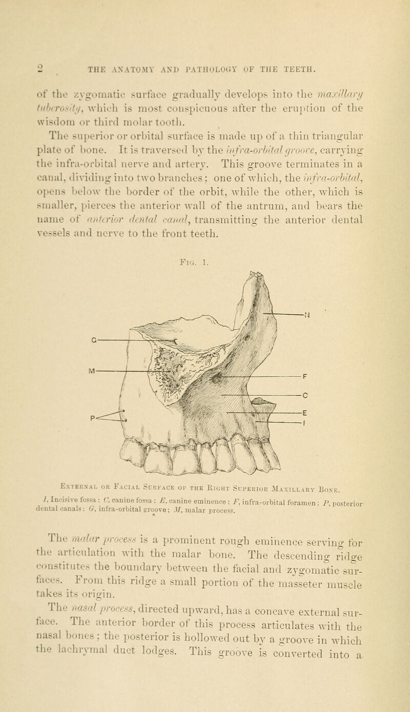 of the /ygoniatii.' surface gradually develops into the ma:rlllary (iihirosit;!, which is most conspicuous after the eruption of the wisdom or third molar tooth. The superior or orbital surface is made up of a thin triangular plate of bone. It is traversed by the iitfra-orhitaigroove, carryings the infra-orbital nerve and artery. This groove terminates in a canal, dividing into two branches; one of which, the wfra-orhital, opens l:)elow the border of the orbit, while the other, Avhich is- smaller, pierces the anterior wall of the antrum, and bears the name of anfcrior denial camd, transmitting the anterior dental vessels and nerve to the front teeth. Fiu. 1. ExTERSAL OR Facial Scrface op the Right Superior Maxillary Boxe. /, Incisive fossa : t', canine fossa : £, canine eminence : F, iufra-oibital foramen ; P, posterior- dental canals: G, infra-orbital groove; ,1/, malar process. The /mdar proce.-<.^ is a prominent rough eminence servino- for the articulation with the malar bone. The descending ridge constitutes the boundary between the facial and zygomatic siu'- faces. ^ From this ridge a small portion of the masseter muscle takes its origin. The nasal process, directed upward, has a concave external sur- face. The anterior border of this process articulates Avith the nasal bones; the posterior is hollowed out by a o-roove in which the lachrymal duct lodges. This groove is converted into a