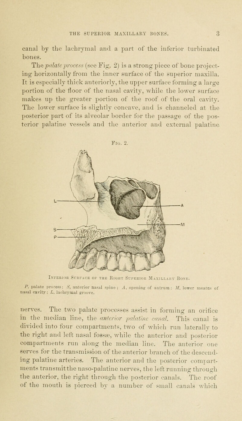 canal by the lachrymal and a part of the inferior turbinated bones. The palate process (see Fig, 2) is a strong piece of bone project- ing horizontally from the inner surface of the superior maxilla. It is especially thick anteriorly, the upper surface forming a large portion of the Hoor of the nasal cavity, while the lower surface makes up the greater portion of the roof of the oral cavity. The lower surface is slightly concave, and is channeled at the posterior part of its alveolar border for the passage of the pos- terior palatine vessels and the anterior and external palatine Fig. 2. IxFERiaR Surface of the Right Scpeeior Maxillary Boxe. P, palate proaess: S, anterior nasal spine; A, opening of antrum: .1/, lower meatus of nasal cavity ; L, laehr3-mal groove. nerves. The two palate processes assist in forming an orifice in the median line, the anterior palatine canal This canal is divided into four compartments, two of which run laterally to the right and left nasal fossae, while the anterior and posterior compartments run along the median line. The anterior one serves for the transmission of the anterior branch of the descend- ing palatine arteries. The anterior and the posterior compart- ments transmitthe naso-palatine nerves, the left running through the anterior, the right through the posterior canals. The roof of the mouth is pierced by a number of small canals which