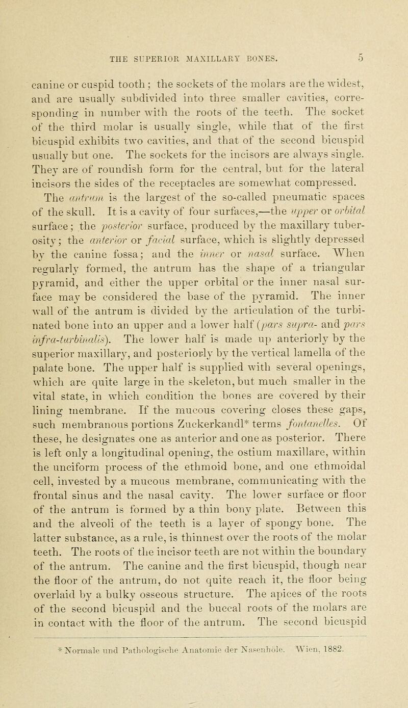 canine or cuspid tooth ; the sockets of the molars are the widest, and are usually subdivided into three smaller cavities, corre- sponding in number with the roots of the teeth. The socket of the third molar is usually single, while that of the first bicuspid exhibits two cavities, and that of the second bicuspid usually but one. The sockets for the incisors are always single. They are of roundish form for the central, but for the lateral incisors the sides of the receptacles are somewhat compressed. The antrIIIII is the largest of the so-called pneumatic spaces of the skull. It is a cavity of four surfaces,—the upper or orbital surface; the posterior surface, produced by the maxillary tuber- osity ; the anterior or facial surface, which is slightly depressed bv the canine fossa; and the inner or nasal surface. When regularly formed, the antrum has the shape of a triangular pyramid, and either the upper orbital or the inner nasal sur- face may be considered the base of the pyramid. The inner wall of the antrum is divided by the articulation of the turbi- nated bone into an upper and a lower half (pars supra- and pars infra-tarbinalis). The lower half is made up anteriorly by the superior maxillary, and posteriorly by the vertical lamella of the palate bone. The upper half is supplied with several openings, which are quite large in the skeleton, but much smaller in the vital state, in which condition the bones are covered by their lining membrane. If the mucous covering closes these gaps, such membranous portions Zuckerkandl* terms fontanelles. Of these, he designates one as anterior and one as posterior. There is left only a longitudinal opening, the ostium maxillare, within the unciform process of the ethmoid bone, and one ethmoidal cell, invested by a mucous membrane, communicating with the frontal sinus and the nasal cavity. The lower surface or floor of the antrum is formed by a thin bony plate. Between this and the alveoli of the teeth is a layer of spongy bone. The latter substance, as a rule, is thinnest over the roots of the molar teeth. The roots of the incisor teeth are not within the boundary of the antrum. The canine and the first bicuspid, though near the floor of the antrum, do not quite reach it, the floor being overlaid by a bulky osseous structure. The apices of the roots of the second bicuspid and the buccal roots of the molars are in contact with the floor of the antrum. The second bicuspid *]Srormale unci Patholoffische Anatoniie der jSTasenhole. Wien, 1882.