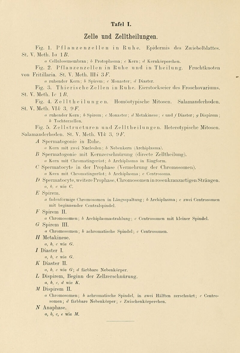 Zelle und Zelltheilungen. Fig. 1. Pflanzenzellen in Ruhe. Epidermis des Zwiebelblattes. St. V. Meth. Ja IB. a Cellulosemembran; b Protoplasma; c Kern; d Kernkörperchen. Fig. 2. Pflanzenzellen in Ruhe und in Theilung. Fruchtknoten von Fritillaria. St. V. Meth. Uli 3 F. a ruhender Kern; b Spirem; c Monaster; d Diaster. Fig. 3. Thierische Zellen in Ruhe. Eierstockseier des Froschovariums. St. V. Meth. Ic 1 B. Fig. 4. Zelltheilungen. Homöotypische Mitosen. Salamanderhoden. St. V. Meth. YUc 3, 9 F. a ruhender Kern ; b Spirem; c Monaster; rfMetakinese; e und / Diaster; ff Dispirern; h Toehterzellen. Fig. 5. Ze 11 structuren und Zelltheilungen. Heterotypische Mitosen. Salamanderhoden. St. V. Meth. VIA 3, 9F. A Spermatogonie in Ruhe. et Kern mit zwei Nueleolen; b Nebenkern (Arehiplasma). B Spermatogonie mit Kernzerschnürung (directe Zelltheilung). a Kern mit Chromatingerüst; b Arehiplasma in Ringform. C Spermatocyte in der Prophase (Vermehrung der Chromosomen). a Kern mit Chromatingerüst; b Arehiplasma; c Centrosoma. I) Spermatocyte, weitere Prophase, Chromosomen in rosenkranzartigen Strängen. a, b. c wie C. E Spirem. a fadenförmige Chromosomen in Längsspaltung; b Arehiplasma; e zwei Centrosomen mit beginnender Centralspindel. F Spirem IL a Chromosomen; b Archiplasmastralilung; c Centrosomen mit kleiner Spindel. G Spirem HI. a Chromosomen; b achromatische Spindel; c Centrosomen. H Metakinese. a, b, c wie G. I Diaster I. r, 6, c wie G. K Diaster H. a, b, c wie G; d färbbare Nebenkörper. L Dispirern, Beginn der Zellzerschnürung. a, b, c, d wie K. M Dispirern H. a Chromosomen; b achromatische Spindel, in zwei Hälften zerschnürt; c Centro- somen ; d färbbare Nebenkörper; e Zwischenkörperchen. N Anaphase. a, b, c, e wie M.