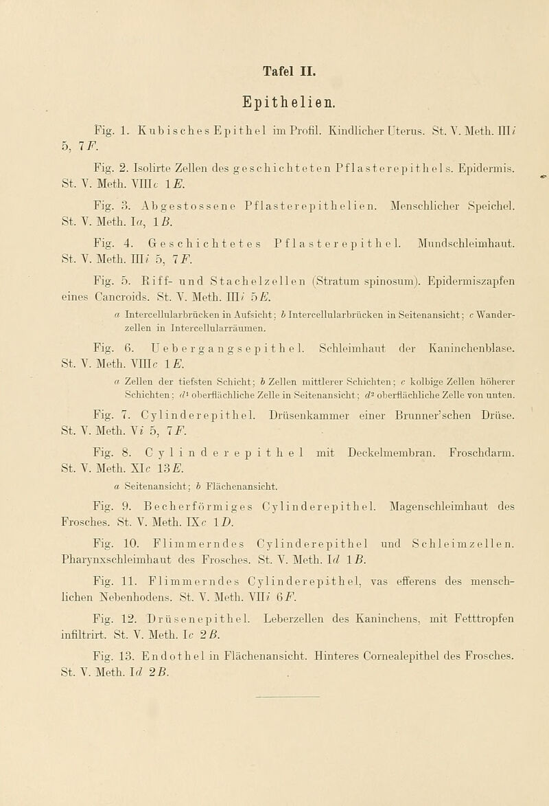 Epithelien. Fig. 1. Kubisches Epithel im Profil. Kindlicher Uterus. St. Y. Meth. 111/ 5, 1F. Fig. 2. Isolirte Zellen des geschichteten Pflasterepithels. Epidermis. St. V. Meth. Yfflc iE. Fig. 3. Abgestossene Pflasterepithelien. Menschlicher Speichel. St. V. Meth. I«, IB. Fig. 4. Geschichtetes Pflasterepithel. Mundschleimhaut. St. Y. Meth. Uli 5, 1 F. Fig. 5. Eiff- und Stachelzellen (Stratum spinosum). Epidermiszapfen eines Cancroids. St. Y. Meth. Uli hE. a Intercellularbrücken in Aufsicht; b Intercellularbrücken in Seitenansicht: c Wander- zellen in Intercellularräunien. Fig. 6. Ueberga ngsepithel. Schleimhaut der Kaninchenblase. St. Y. Meth. YIHc 1E. a Zellen der tiefsten Schicht; b Zellen mittlerer Schichten: c kolbige Zellen höherer Schichten: dl oberflächliche Zelle in Seitenansicht; cl2 oberflächliche Zelle von unten. Fig. 7. Cylinderepithel. Drüsenkammer einer Brunner'sehen Drüse. St. Y. Meth. Vi 5, 1F. Fig. 8. Cylinderepithel mit Deckelmembran. Froschdarm. St. Y. Meth. XIc 13 E. a Seitenansicht; b Flächenansicht. Fig. 9. Becherförmiges Cylinderepithel. Magenschleimhaut des Frosches. St. V. Meth. IXc ID. Fig. 10. Flimmerndes Cylinderepithel und Schleimzellen. Pharynxschleimhaut des Frosches. St. Y. Meth. Id 1 B. Fig. 11. Flimmerndes Cylinderepithel, vas efferens des mensch- lichen Nebenhodens. St. Y. Meth. YII/ 6F. Fig. 12. Drüsenepithel. Leberzellen des Kaninchens, mit Fetttropfen infiltrirt. St. Y. Meth. Ic 2ß. Fig. 13. Endothel in Flächenansicht. Hinteres Cornealepithel des Frosches. St. Y. Meth. Id 25.