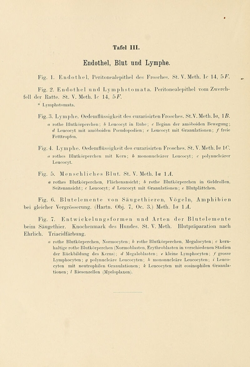 Endothel, Blut und Lymphe. Fig. 1. Endothel, Peritonealepithel des Frosches. St. V. Meth. Ic 14, 5 F. Fig. 2. Endothel und Lymphstom ata. Peritonealepithel vom Zwerch- fell der Patte. St. V. Meth. Ic 14, ÖF. * Lymphstomata. Fig. 3. Lymphe. Oedemflüssigkeit des curarisirten Frosches. St.V. Meth. Ia, Iß. a rothe Blutkörperchen; b Leucocyt in Kühe; c Beginn der amöboiden Bewegung; d Leucocyt mit amöboiden Pseudopodien; e Leucocyt mit Granulationen; / freie Fetttropfen. Fig. 4. Lymphe. Oedemflüssigkeit des curarisirten Frosches. St. V. Meth. I« IC a rothes Blutkörperchen mit Kern; b mononucleärer Leucocyt; c polynucleärer Leucocyt. Fig. 5. Menschliches Blut. St. Y. Meth. I« 1Ä. a rothes Blutkörperchen, Flächenansieht; b rothe Blutkörperchen in Geldrollen, Seitenansicht; c Leucocyt; d Leucocyt mit Granulationen; e Blutplättchen. Fig. 6. Blutelemente von Säugethieren, Vögeln, Amphibien bei gleicher Vergrösserung. (Hartn. Obj. 7, Oc. 3.) Meth. la 1A. Fig. 7. Entwickelungsformen und Arten der Blutelemente beim Säugethier. Knochenmark des Hundes. St. V. Meth. Blutpräparation nach Ehrlich. Triacidfärbung. a rothe Blutkörperchen, Normocyten; b rothe Blutkörperchen, Megalocyten; c kern- haltige rothe Blutkörperchen (Normoblasten, Erythroblasten in verschiedenen Stadien der Rückbildung des Kerns); d Megaloblasten ; e kleine Lymphocyten; / grosse Lymphocyten; ff polynucleäre Leucocyten; h mononucleäre Leucocyten; i Leuco- cyten mit neutrophilen Granulationen; k Leucocyten mit eosinophilen Granula- tionen; l Riesenzellen (Myeloplaxen).