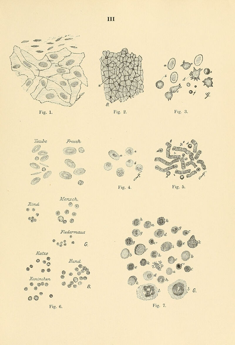 III ^ \ N-/a 1 ) A f&M Fig. 1. u Fig. 2. Fig. 3. Taube Hund, ® ® m Frosch* Kaixe F», ® Xccnincken, Mensch,. FlederTruzus JTurhd, #® ff. Fig. 4. Fig. 5. fc*- ««, iH* n, ;-// 1 *d 7-V. |s£ W ^gjj| •& i