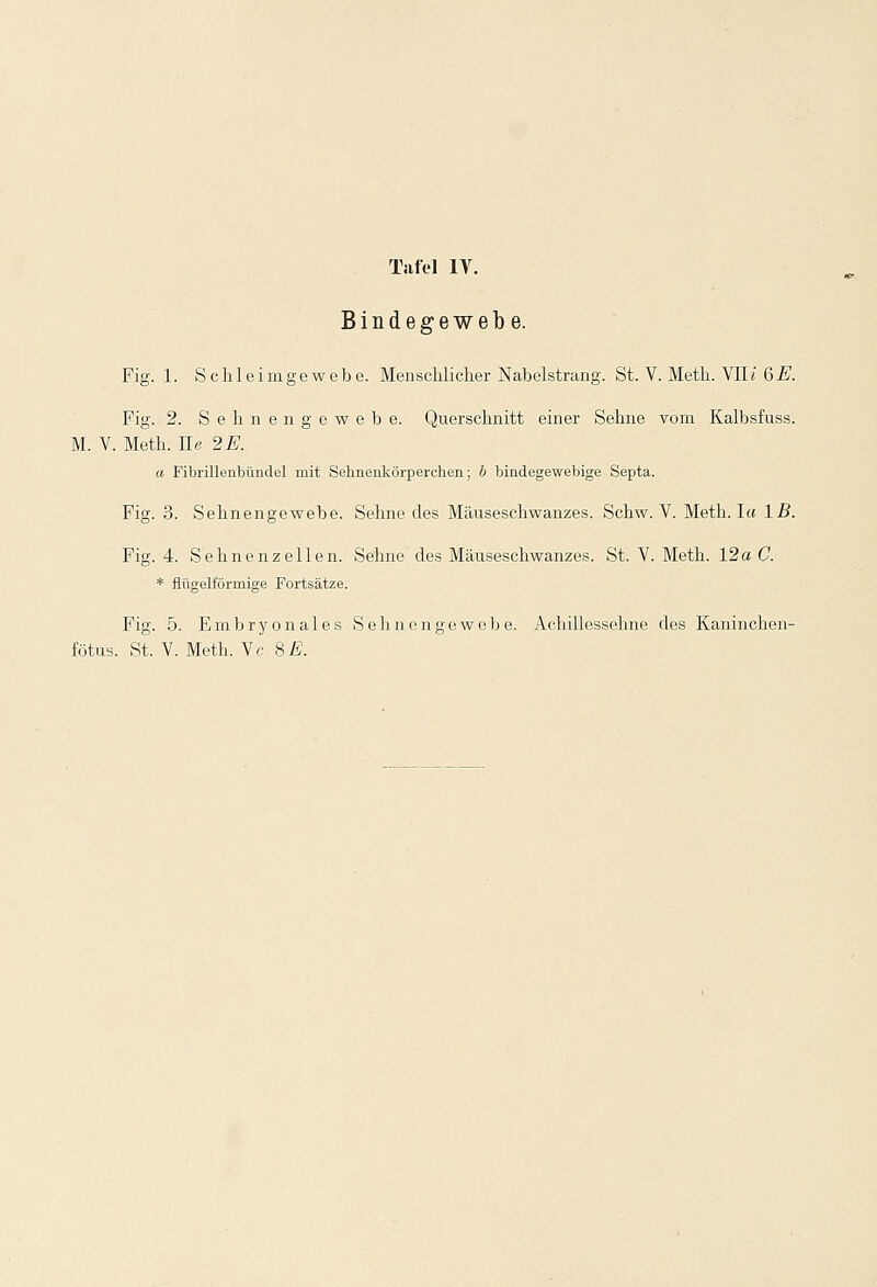 Bindegewebe. Fig. 1. Schleimgewebe. Menschlicher Nabelstrang. St. V. Meth. Vlli &E. Fig. 2. Sehnengewebe. Querschnitt einer Sehne vom Kalbsfuss. M. V. Meth. II« 2E. a Fibrillenbündel mit Sehnenkörperchen; b bindegewebige Septa. Fig. 3. Sehnengewebe. Sehne des Mäuseschwanzes. Schw. V. Meth. I« IB. Fig. 4. Sehnenzellen. Sehne des Mäuseschwanzes. St. V. Meth. 12a C. * fliigelförmige Fortsätze. Fig. 5. Embryonales Sehn enge webe. Achillessehne des Kaninchen-