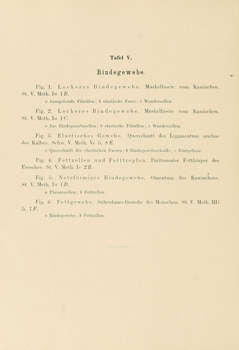 Bindegewebe. Fig. 1. Lockeres Bindegewebe. Muskelfascie vom Kaninchen. St. V. Meth. la 1 B. a leimgebende Fibrillen; b elastische Faser; c Wanderzellen. Fig. 2. Lockeres Bindegewebe. Muskelfascie vom Kaninchen. St. V. Meth. la 1C. a fixe Bindegewebszellen; b elastische Fibrillen; c Wanderzellen. Fig. 3. Elastisches Gewebe. Querschnitt des Ligamentum nuchae des Kalbes. Schw. V. Meth. Ve 5, 8 E. a Querschnitt der elastischen Fasern; b Bindegewebssehcide; c Blutgefässe. Fig. 4. Fettzellen und Fetttropfen. Peritonealer Fettkörper des Frosches. St. V. Meth. Ic. 2B. Fig. 5. Netzförmiges Bindegewebe. Omentum des Kaninchens. St. V. Meth. la IB. a Plasniazellen; b Fettzellen. Fig. 6. Fettgewebe. Subcutanes Gewebe des Menschen. St. V. Meth. Uli 5, 1F. ^