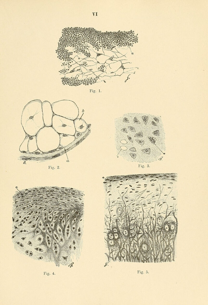 VI Fig. 2. ^ ^% ^ .■V. - ;k'i ^ Fig. 3. m iroÄllSÄi'Mt^t' p
