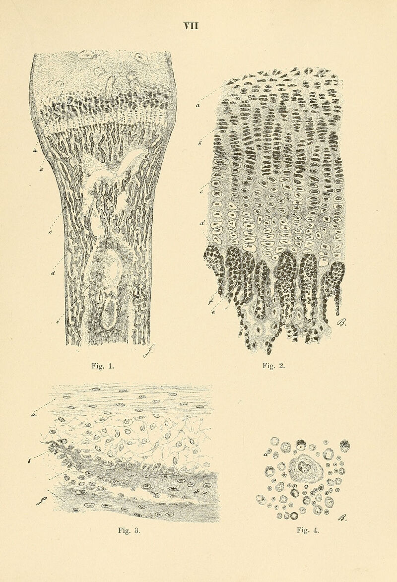 tu fH '~k»&&>& ' gg iiCS «* '3fc& «Sa> _ •*Ci . _~ ä«j. «E* ^B%- SS1 CB& .cSG^ ' Fig. 1. Fig. 2. I ^.^ ® © a«