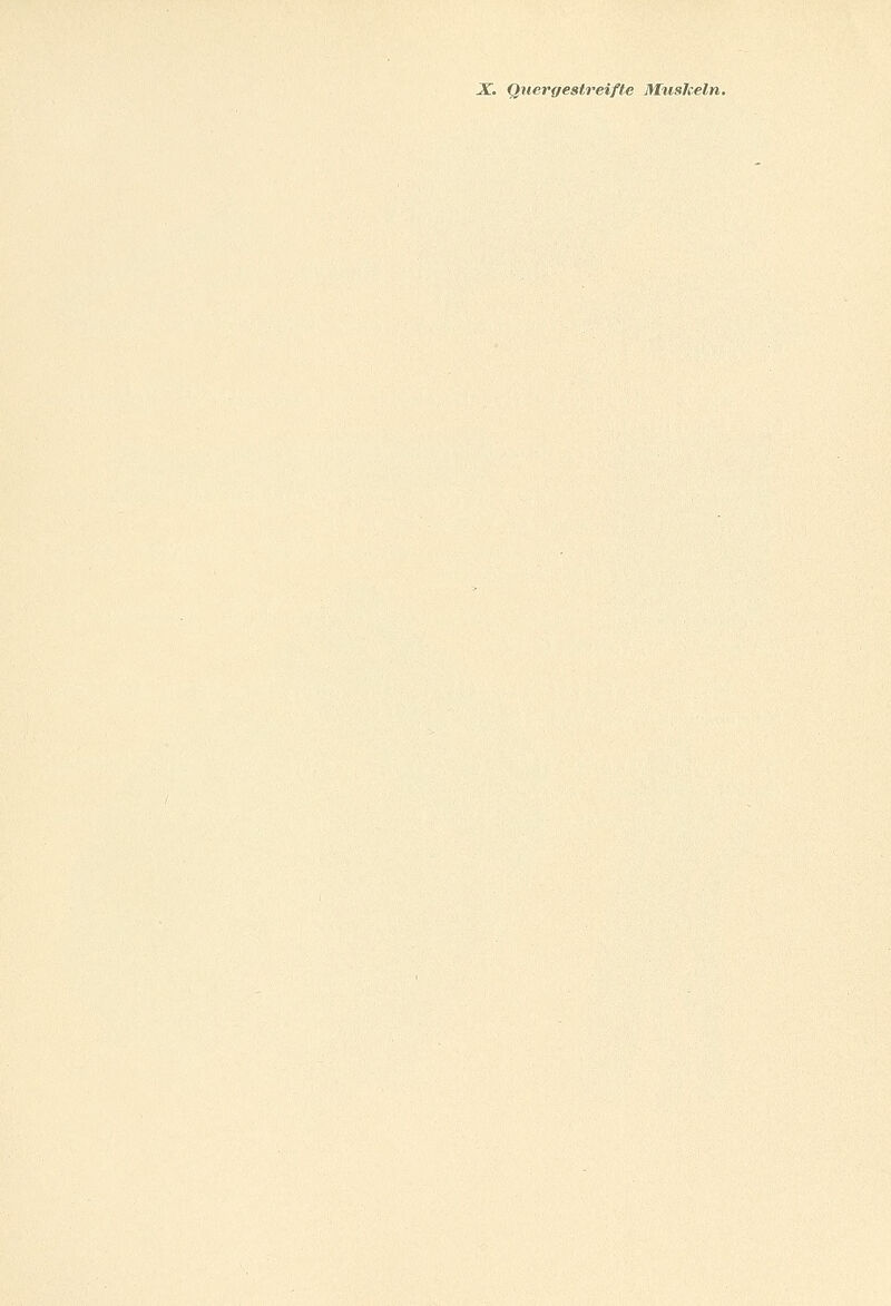 X.. Quergestreifte Muskeln.