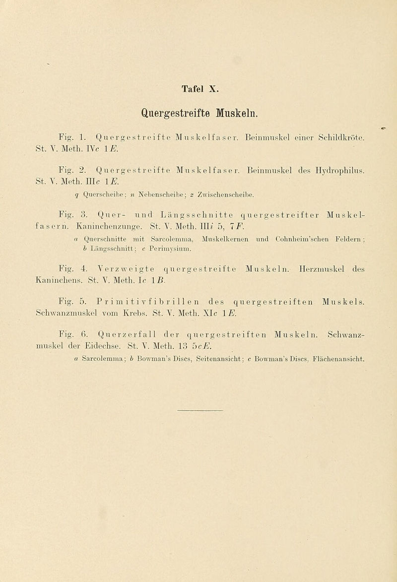 Quergestreifte Muskeln. Fig. 1. Quergestreifte Muskelfaser. Beinmuskel einer Schildkröte. St. V. Meth. IVc IE. Fig. 2. Quergestreifte Muskelfaser. Beinmuskel des Hydrophilus. St, V. Meth. nie IE. q Querscheibe: n Nebenscheibe; z Zwischenscheibe. Fig. 3. Quer- und Längsschnitte quergestreifter Muskel- fasern. Kaninchenzunge. St. Y. Meth. IIIJ 5, 1 F. a Querschnitte mit Sarcolemma, Muskelkernen und Cohnheim'schen Feldern ; b Längsschnitt; c Periniysium. Fig. 4. Verzweigte quergestreifte Muskeln. Herzmuskel des Kaninchens. St. V. Meth. le IB. Fig. 5. P r i m i t i v f i b r i 11 e n des quergestreiften Muskels. Schwanzmuskel vom Krebs. St, V. Meth. XIc IE. Fig. 6. Querzerfall der quergestreiften Muskeln. Schwanz- muskel der Eidechse. St. V. Meth. 13 hcE. a Sarcolemma; b Bowman's Discs, Seitenansicht: c Bowman's Discs. Flächenansicht.
