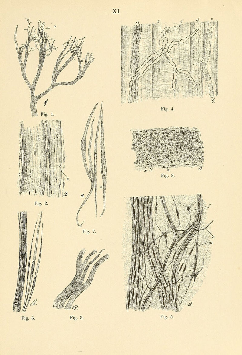 XI Q* Fig. 4. •*S*3äS=3tS,s , ÄV •Je- ig '«. Fig. 8.