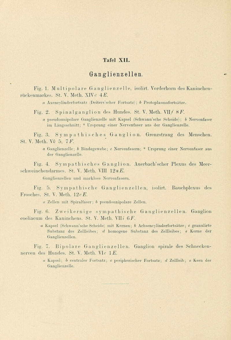 Ganglienzellen. Fig. 1. Multipolare Ganglienzelle, isolirt. Vorderhorn des Kaninchen- rückenmarkes. St. V. Meth. XIV-; 4E. a Axencylinderfortsatz (Deiters'soher Fortsatz); b Protoplasmafortsätze. Fig. 2. Spinalganglion des Hundes. St, V. Meth. VII/ 8F. a pseudounipolare Ganglienzelle mit Kapsel (Schwann'sche Scheide); b Nervenfaser im Längsschnitt; * Ursprung einer Nervenfaser aus der Ganglienzelle. Fig. 3. Sympathisches Ganglion. Grenzstrang des Menschen. St. V. Meth. VA 5, 7 F. a Ganglienzelle; b Bindegewebe; c Nervenfasern; * Ursprung einer Nervenfaser aus der Ganglienzelle. Fig. 4. Sympathisches Ganglion. Auerbach'scher Plexus des Meer- schweinchendarmes. St. V. Meth. VIII 12 a E. Ganglienzellen und marklose Nervenfasern. Fig. 5. Sympathische Ganglienzellen, isolirt. Bauchplexus des Frosches. St. V. Meth. 12r E. a Zellen mit Spiralfaser; b pseudounipolare Zellen. Fig. 6. Zweikernige sympathische Ganglienzellen. Ganglion coeliacum des Kaninchens. St. V. Meth. VITi 6 F. a Kapsel (Schwann'sche Scheide) mit Kernen; b Achsencylinderfortsätze; c granulirte Substanz des Zellleibes; d homogene Substanz des Zellleibes; e Kerne der Ganglienzellen. Fig. 7. Bipolare Ganglienzellen. Ganglion spirale des Schnecken- nerven des Hundes. St. V. Meth. VIc IE. a Kapsel; b centraler Fortsatz; c peripherischer Fortsatz; d Zellleib; e Kern der Ganglienzelle.