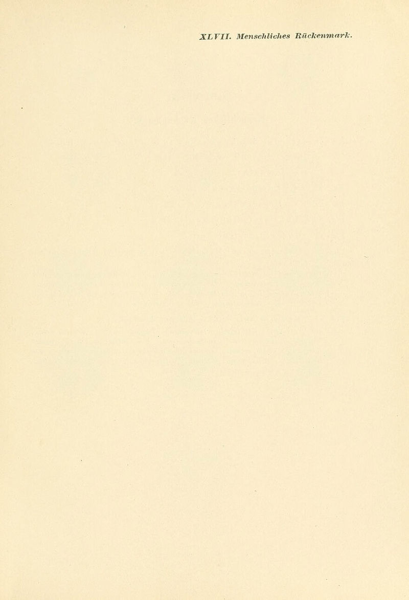 XLVII. Menschliches Rückenmark