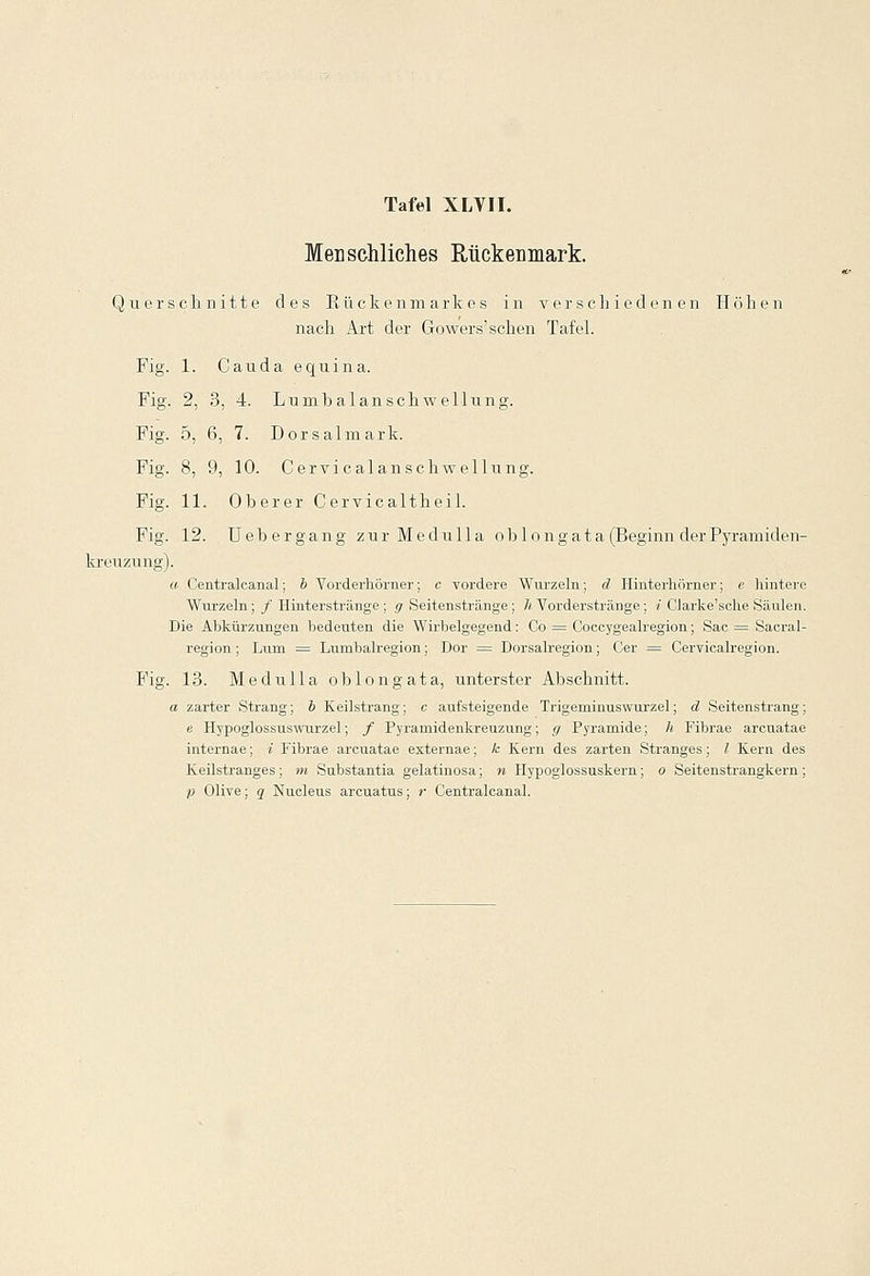 Men Schliches Rückenmark. Querschnitte des Rückenmarkes in verschiedenen Höhen nach Axt der Gowers'schen Tafel. Fig. 1. Cauda equina. Fig. 2, 3, 4. Lumbalanschwellung. Fig. 5, 6, 7. Dorsalmark. Fig. 8, 9, 10. Cervicalänschwellung. Fig. 11. Oberer Cervicaltheil. Fig. 12. U eher gang zur Medulla ob long ata (Beginn der Pyramiden- kreuzung). a Centralcanal; b Vorderhörner; c vordere Wurzeln; d Hinterhörner; e hintere Wurzeln; / Hinterstränge; g Seitenstränge; h Vorderstränge; i Clarke'sche Säulen. Die Abkürzungen bedeuten die Wirbelgegend: Co = Coocygealregion; Sac = Sacral- region; Lum = Lumbairegion; Dor = Dorsalregion; Cer = Cervicalregion. Fig. 13. Medulla ob long ata, unterster Abschnitt. a zarter Strang; b Keilstrang; c aufsteigende Trigeminuswurzel; d Seitenstrang; e Hypoglossuswurzel; / Pyrainidenkreuzung; g Pyramide; /; Fibrae arcuatae internae; i Fibrae arcuatae externae; k Kern des zarten Stranges; / Kern des Keilstranges; m Substantia gelatinosa; n Hypoglossuskern; o Seitenstrangkern; p Olive; q Nucleus arcuatus; r Centralcanal.
