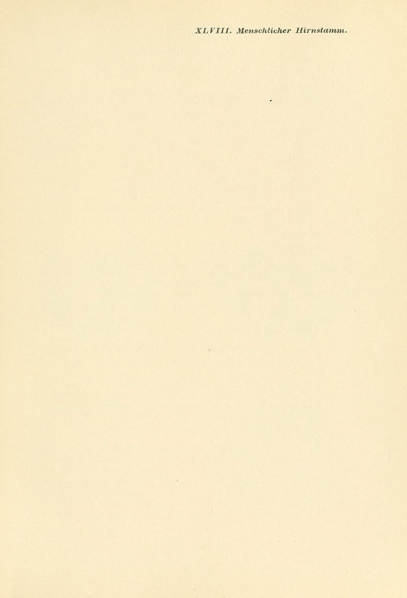 XLVI1I. Menschlicher Hirnstamm.