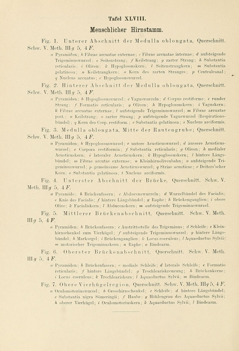 Menschlicher Hirnstamm. Fig. 1. Unterer Abschnitt der Medulla oblongata, Querschnitt. Schw. V. Meth. III.? 5, 4 F. a Pyramiden; b Fibrae arcuatae externae; c Fibrae arcuatae internae; d aufsteigende Trigeminuswurzel; t Seitenstrang;, / Keilstrang; g zarter Strang; h Substantia reticularis: i Oliven: k Hypoglossuskern; l Seitenstrangkern; m Substantia gelatinosa; n Keilstrangkern: o Kern des zarten Stranges; p Centralcanal ; q Nucleus arcuatus: r Hypoglossuswurzel. Fig. 2. Hinterer Abschnitt der Mednlla oblongata, Querschnitt. Schw. V. Meth. IIIg 5, 4 F. a Pyramiden: b Hypoglossuswurzel; c Vaguswurzeln; d Corpus restiforme; e runder Strang; / Formatio reticularis ; g Oliven ; h Hypoglossuskern; i Vaguskern: k Fibrae arcuatae externae; l aufsteigende Trigeminuswurzel; m Fibrae arcuatae post.; n Keilstrang; o zarter Strang; p aufsteigende Vaguswurzel (Respirations- bündel) ; g Kern des Corp. restiform.; r Substantia gelatinosa; s Nucleus arciformis. Fig. 3. Medulla oblongata, Mitte der Rautengrube; Querschnitt. Schw. V. Meth. IIIg 5, 4 F. a Pyramiden; b Hypoglossuswurzel; r. untere Acusticuswurzel; d äussere Acusticus- wnrzel; e Corpora restiformia; /Substantia reticularis; g Oliven; h medialer Acusticuskern; i lateraler Acusticuskern; k Hypoglossuskern; 1 hintere Längs- bündel; m Fibrae arcutae externae; n Kleinhirnolivenbahn; o aufsteigende Tri- geminuswurzel ; p gemeinsame Acusticuswurzel; q Striae acusticae; r Deiters'scher Kern; s Substantia gelatinosa; t Nucleus arciformis. Fig. 4. Unterster Abschnitt der Brücke, Querschnitt. Schw. V. Meth. mg 5, 4 F. a Pyramide; b Brückenfasern; c Abdncenswurzeln; d Wurzelbündel des Facialis; e Knie des Facialis; / hintere Längsbündel; g Raphe; h Brückenganglien; i obere Olive; k Facialiskern; l Abducenskern; m aufsteigende Trigeminuswurzel. Fig. 5. Mittlerer Brücken ab schnitt, Querschnitt. Schw. V. Meth. mg 5, 4 F. a Pyramiden; b Brückenfasern ; e Austrittsstelle des Trigeminus; d Schleife; e Klein- hirnschenkel zum Vierhügel; / aufsteigende Trigeminuswurzel; g hintere Längs- bündel; h Marksegel; (Brückenganglien; k Locus coeruleus; l Aquaeductus Sylvii; m motorischer Trigeminuskern ; n Raphe; o Bindearm. Fig. 6. Oberster Brückenabschnitt, Querschnitt. Schw. V. Meth. III g 5, 4 F. « Pyramiden; b Brückenfasern; r, mediale Schleife: d laterale Schleife; e Formatio reticularis; / hintere Längsbündel; g Trochleariskreuzung; h Brückenkerne; i Locus coeruleus; k Trochleariskern; l Aquaeductus Sylvii; m Bindearm. Fig. 7. 0b er e Vi erhü g e 1 r e g i o n, Querschnitt. Schw. V. Meth. III? 5, 4 F. a Oculomotoriuswurzel; b Grosshirnschenkel; c Schleife; d hintere Längsbündel; e Substantia nigra Sömeringii; / Haube; y Höhlengrau des Aquaeductus Sylvii;