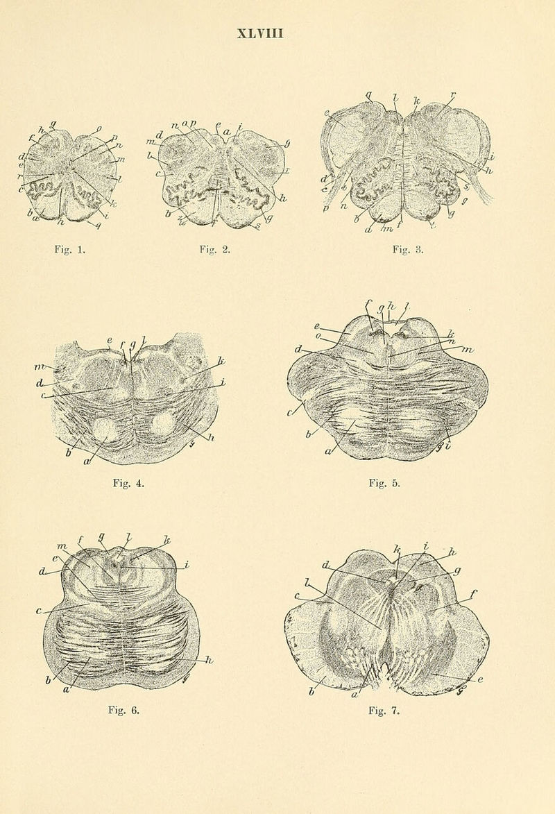 XLVIII %J&.. - J> fe£ Xa.J: Mv/ Fig. 1. »V Fig. 2. /M^ ISPV f? Fig. 3. w Ä- Fig. 4. > ^v/, £ _£ m. v