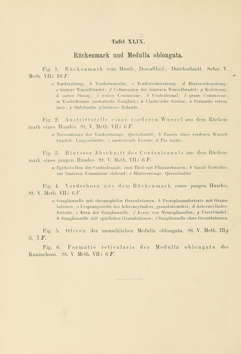 Rückenmark und Medulla oblongata. Fig. 1. Rückenmark vom Hunde, Dorsaltheil; Durchschnitt. Schw. Y. Meth. VII* 16 F. a Vorderstrang;, b Vorderwurzeln; c Vorderseitenstrang; d Hinterseitenstrang; e hintere Wurzelbündel; / Collateralen der hinteren Wurzelbündel; g Keilstrang; h zarter Strang; i weisse Commissur; h Centralcanal; l graue Commissur; m Vorde'rhörner (motorische Ganglien); n Clarke'sehe Säulen; o Formatio reticu- laris; p Substantia gelatinosa Rolandi. Fig. 2. Austrittstelle einer vorderen Wurzel aus dem Rücken- mark eines Hundes. St. V. Meth. \lli 6 F. a Nervenfasern der Vorderstränge. Querschnitte; b Fasern eines vorderen Wurzel- bündels. Längsschnitte; c austretende Fasern; d Pia mater. Fig. 3. Hinterer Abschnitt des Centralcanals aus dem Rücken- mark eines jungen Hundes. St. V. Meth. VII / 6 F. a Epithelzellen des Centralcanals, zum Theil mit Flimmerhaaren; b basale Fortsätze, zur hinteren Commissur ziehend; c Hinterstränge, Querschnitte. Fig. 4. Vorderhorn aus dem Rückenmark eines jungen Hundes. St. V. Meth. VII« 6 F. a Ganglienzelle mit chromophilen Granulationen; b Protoplasmafortsatz mit Granu- lationen; c Ursprungsstelle des Achsencylinders. granulationsfrei; d Achsencylinder- fortsatz; e Kern der Ganglienzelle; / Kerne von Neurogliazellen; g Faserbündel; h Ganglienzelle mit spärlichen Granulationen; t Ganglienzelle ohne Granulationen. Fig. 5. Oliven der menschlichen Medulla oblongata. St. V. Meth. ni^ 5, 1F. Fig. 6. Formatio reticularis der Medulla oblongata des