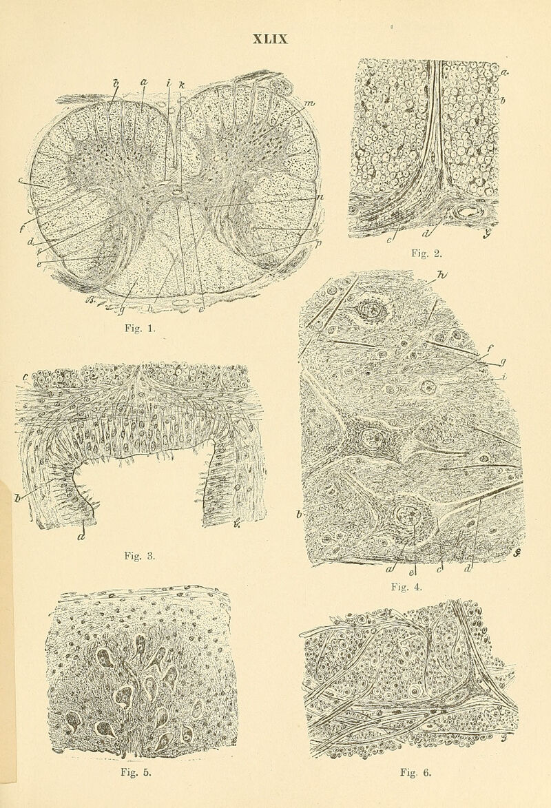 XLIX 9 a\ '■ k >'^.i^i^>®*'- «&E Fig. 2. Fig. 1. Ä / M hm,  ' 1 ' §1 s Fig. 3. : *?.='„ tr-~ .->