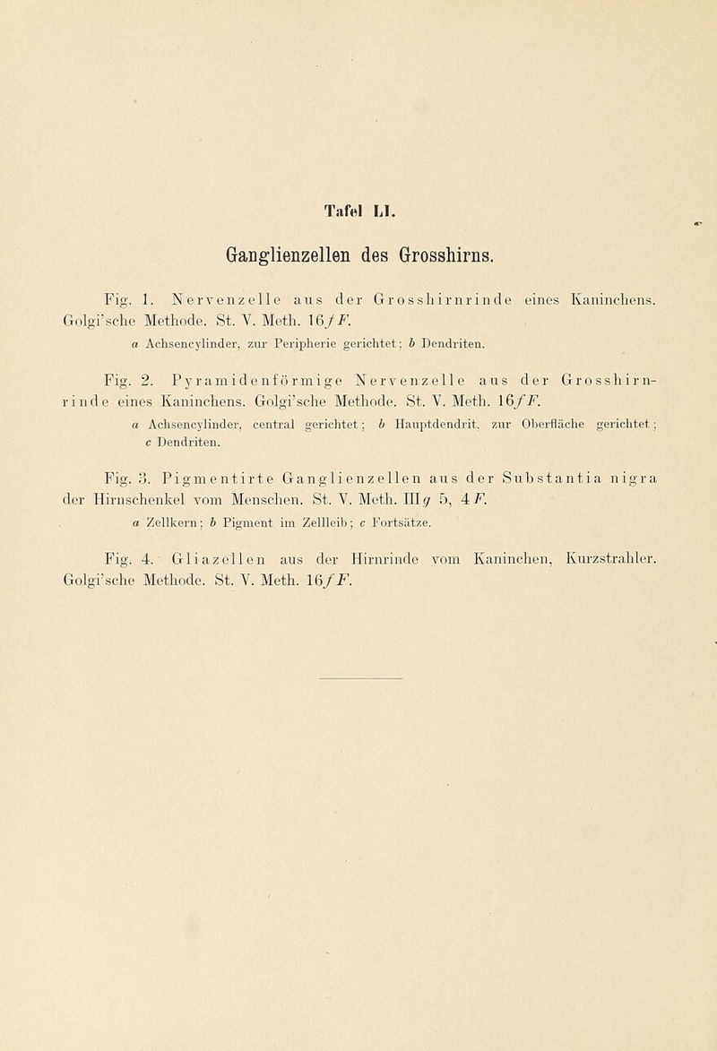Ganglienzellen des Grosshirns. Fig. 1. Nervenzelle aus der Grossliirnrinde eines Kaninchens. Golgi'sche Methode. St. V. Meth. 16/*'. a Achsencylinder, zur Peripherie gerichtet; b Dendriten. Fig. 2. Pyramidenförmige Nervenzelle aus der Grosshirn- rinde eines Kaninchens. Golgi'sche Methode. St. V. Meth. 16/F. a Achsencylinder, central gerichtet; b Hauptdendrit, zur Oberfläche gerichtet; c Dendriten. Fig. 3. Pigmentirte Ganglienzellen aus der Substantia nigra der Hirnschenkel vom Menschen. St. V. Meth. lüg 5, 4-F. a Zellkern; b Pigment im Zellleib; c Fortsätze. Fig. 4.' Gliazellen aus der Hirnrinde vom Kaninchen, Kurzstrahler.