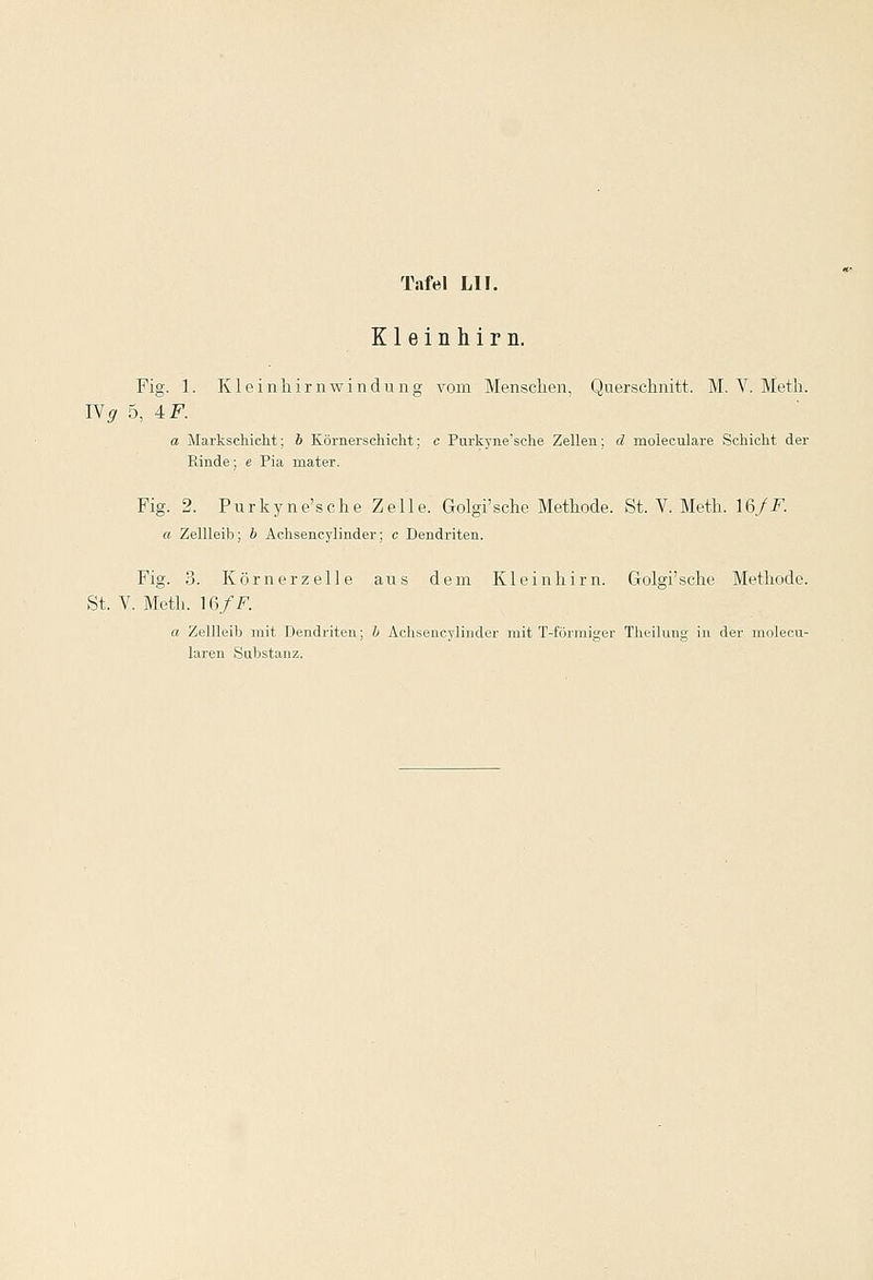 Kleinhirn. Fig. 1. Kleinhirnwindung vom Menschen, Querschnitt. M. V. Meth. IVg 5, 4 F. a Markschicht; b Körnerschicht; c Purkyne'sche Zellen; d moleculare Schicht der Rinde; e Pia mater. Fig. 2. Purkyne'sche Zelle. Golgi'schc Methode. St. V. Meth. 16/-F. a Zellleib; b Achsencylinder; c Dendriten. Fig. 3. Körnerzelle aus dem Kleinhirn. Golgi'sche Methode. St. V. Meth. WfF. a Zellleib mit Dendriten; b Achsencylinder mit T-förmiger Theilung in der molecu- laren Substanz.