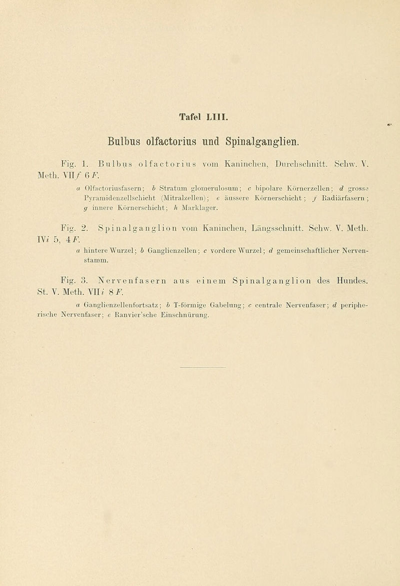 Bulbus olfactorius und Spinalganglien. Fig. 1. Bulbus olfactorius vom Kaninchen, Durchschnitt. Schw. V. Meth. VE/ 6 F. a Olfactoriusfasem; b Stratum glomerulosum; c bipolare Körnerzellen; d grosse Pyramidenzellschicht (Mitralzellen); e äussere Körnerschicht ; / Radiärfasern ; y innere Körnerschicht; h Marklager. Fig. 2. Spinalganglion vom Kaninchen, Längsschnitt. Schw. V. Meth. IV* 5, AF. a hintere Wurzel; b Ganglienzellen; c vordere Wurzel; d gemeinschaftlicher Nerven- stamm. Fig. 3. Nervenfasern aus einem Spinalganglion des Hundes. St. V. Meth. VII« BF. a Ganglienzellenfortsatz; b T-förmige Gabelung; c centrale Nervenfaser; d periphe- rische Nervenfaser; e Ranvier'sche Einschnürung.