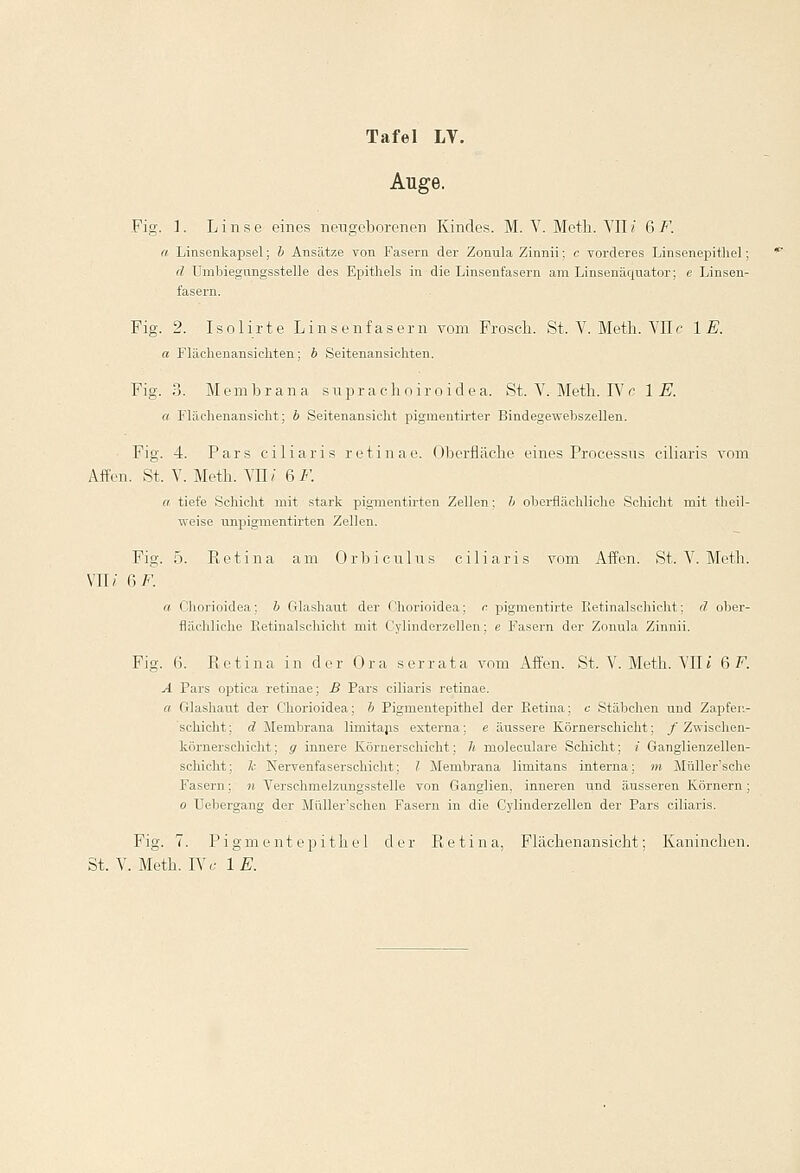 Auge. Fig. ]. Linse eines neugeborenen Kindes. M. V. Meth. VII i 6 F. a Linsenkapsel; b Ansätze von Fasern der Zonula Zinnii; c vorderes Linsenepithel; ä Umbiegungsstelle des Epithels in die Linsenfasern am Linsenäquator; e Linsen- i'asern. Fig. 2. Isolirte Lin senf asern vom Frosch. St. V. Meth.. VII c IE. a Flächenansichten; b Seitenansichten. Fig. 3. Membrana supra clioiro idea. St. V. Meth. IV r IE. a Flächenansieht; b Seitenansicht pigmentirter Bindegewebszellen. Fig. 4. Pars ciliaris retinae. Oberfläche eines Processus ciliaris vom Äffen. St. V. Meth. VII / & F. a tiefe Schicht mit stark pigmentirten Zellen; b oberflächliche Schicht mit theil- weise unpigmentirten Zellen. Fig. 5. Retina am Orbicnlns ciliaris vom Affen. St. V. Meth. VII/' ß/''. a Chorioidea; b Glashaut der Chorioidea; c pigmentirte Retinalschicht; d ober- flächliche Retmalschicht mit Cylinderzellen; e Fasern der Zonula Zinnii. Fig. 6. Retina in der Ora s er rata vom Affen. St. V. Meth. VII« 6 F. A Pars optica retinae; B Pars ciliaris retinae. a Glashaut der Chorioidea; b Pigmentepithel der Retina; c Stäbchen und Zapfen- Schicht; d Membrana limitajis externa; e äussere Körnerschicht; / Zwischen- körnerschicht; g innere Körnerschicht; h moleculare Schicht; i Ganglienzellen- schicht; k Nervenfaserschicht; l Membrana limitans interna; m Müller'sche Fasern; n Verschmelzungsstelle von Ganglien, inneren und äusseren Körnern; o Uebergang der Müller'schen Fasern in die Cylinderzellen der Pars ciliaris. Fig. 7. Pigment epithel der Retina. Flächenansicht; Kaninchen. St. V. Meth. IVc IE.
