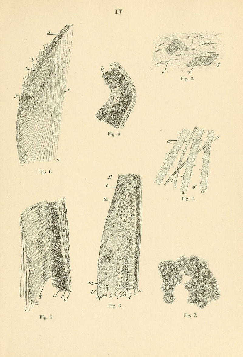 LT §§ ',&* O-JJ Fig. 4. Fig. 3. 7/ '';■, ff^SL % ■iiilh Fig. 1. :r;py in wm I Fig. 6. '' . /