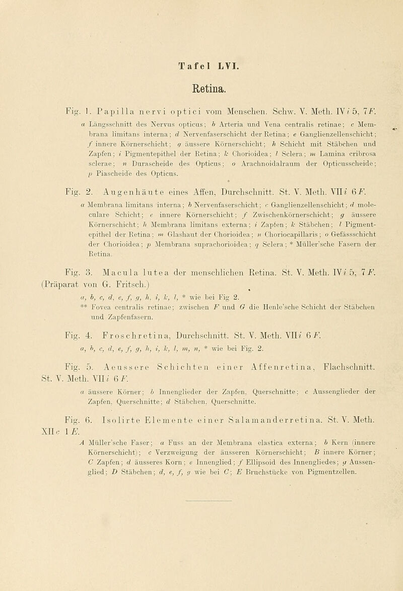 Retina. Fig. 1. Papilla nervi optici vom Menschen. Schw. V. Metli. IVi 5, 7F. a Längsschnitt des Nervus opticus; b Arteria und Vena centralis retinae; c Mem- brana limitans interna ; d Nervenfaserschicht der Retina ; e Ganglienzellenschicht; / innere Körnerschicht: q äussere Körnerschicht; h Schicht mit Stäbchen und Zapfen; i Pigmentepithel der Retina; Je Chorioidea; l Sclera; m Lamina cribrosa sclerae; n Durascheide des Opticus; o Arachnoidalraum der Opticusscheide; p Piascheid'e des Opticus. Fig. 2. Au gen häute eines Affen, Durchschnitt. St. V. Meth. VII i 6 F. a Membrana limitans interna; h Nervenfaserschicht; c Ganglienzellenschicht; d mole- culare Schicht; e innere Körnerschicht; / Zwischenkörnerschicht; g äussere Körnerschicht; /; Membrana limitans externa; i Zapfen; k Stäbchen; l Pigment- epithel der Retina; m Glashaut der Chorioidea; n Choriocapillaris; o Gefässsehicht der Chorioidea; p Membrana suprachorioidea; q Sclera; * Müller'sche Fasern der Retina. Fig. 3. Macula lutea der menschlichen Retina. St. V. Meth. IVi 5, 1 F. (Präparat von G. Fritsch.) ii, b, c, d, e, f, g, h. i, lc, 1, * wie bei Fig 2. ** Fovea centralis retinae; zwischen F und G die Henle'sche Schicht der Stäbchen und Zapfenfasern. Fig. 4. Froschretina, Durchschnitt. St. V. Meth. VII« 6 F. a, b: c, d, e, f, (/, h, i, l; 1, in, n, * wie bei Fig. 2. Fig. 5. Aeussere Schichten einer Affenretina, Flachschnitt. St. V. Meth. VII* 6 F. a äussere Körner; b Innenglieder der Zapfen. Querschnitte; c Aussenglieder der Zapfen. Querschnitte; d Stäbchen. Querschnitte. Fig. 6. Isolirte Elemente einer Salamanderretina. St. V. Meth. XIIc IE. A Müller'sche Faser; a Fuss an der Membrana elastica externa; b Kern (innere Körnerschicht); c Verzweigung der äusseren Körnerschicht; B innere Körner; C Zapfen; d äusseres Korn; e Innenglied; / Ellipsoid des Innengliedes; </ Aussen- glied; D Stäbchen; d, e, f, g wie bei C; E Bruchstücke von Pigmentzellen.