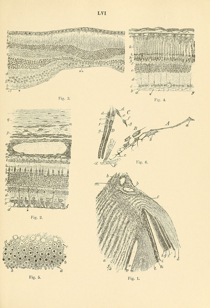 ^pJMRiv ^- TT~fa?<—itsSttf-  I ',' »3 -7H S3P P ' Sil Fig. 3. Fig. 4. 77ZZU Fig. 2. ;fl P ff Fig. 1. 1j> w