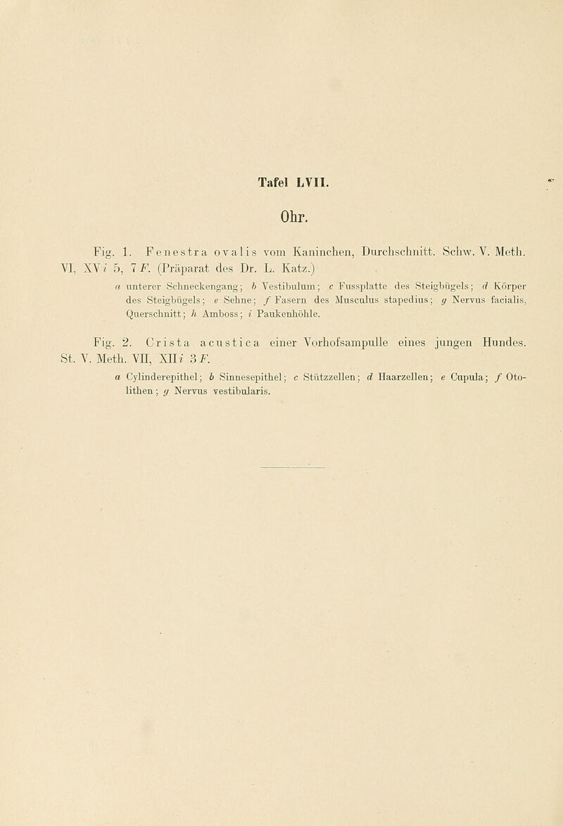 Ohr. Fig. 1. Fenestra ovalis vom Kaninchen, Durchschnitt. Schw. V. Meth. VI, XV i 5, 7 F. (Präparat des Dr. L. Katz.) a unterer Schneckengang; b Vestibuluin; c Fussplatte des Steigbügels; d Körper des Steigbügels; e Sehne; /Fasern des Musculus stapedius; g Nervus facialis, Querschnitt; h Aniboss; i Paukenhöhle. Fig. 2. Crista acustica einer Vorhofsampulle eines jungen Hundes. St. V. Meth. VH, XII« 3 F. a Cylinderepithel; b Sinnesepithel; c Stützzellen; d Haarzellen; e Cupula; / Oto- lithen; g Nervus vestibularis.