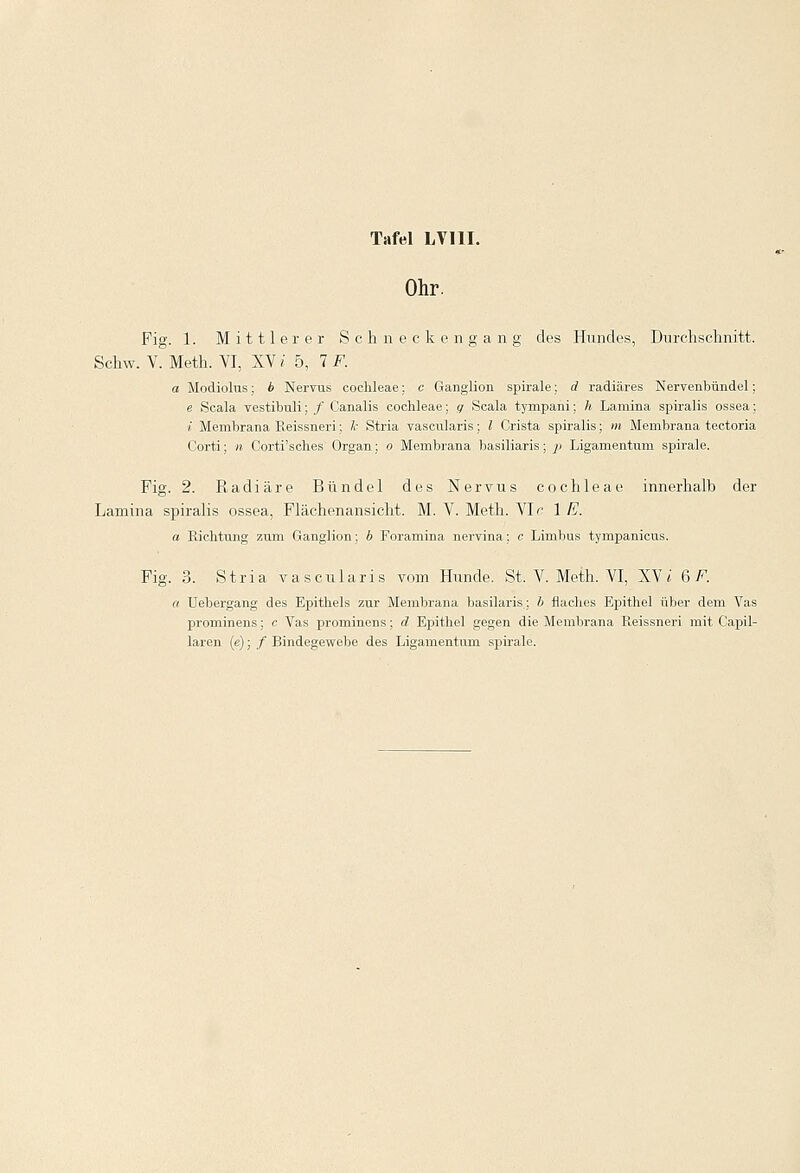 Ohr. Fig. 1. Mittlerer Sehn eckengang des Hundes, Durchschnitt. Schw. V. Meth. VI, XV i 5, 7 F. a Modiolus; b Nervus Cochleae;. c Ganglion spirale;, d radiäres Nervenbündel; e Scala vestibuli; / Canalis Cochleae; g Scala tympani; h Lamina spiralis ossea; i. Membrana Reissneri; l- Stria vascularis; l Crista spiralis; m Membrana tectoria Corti; n Corti'sches Organ; o Membrana basiliaris; p Ligamentum spirale. Fig. 2. Radiäre Bündel des Nervus Cochleae innerhalb der Lamina spiralis ossea, Flächenansicht. M. V. Meth. Vir 1 E. a Richtung zum Ganglion; b Foramina nervina; c Limbus tympanicus. Fig. 3. Stria vascularis vom Hunde. St. V. Meth. VI, XV* 6 F. a Uebergang des Epithels zur Membrana basilaris; b flaches Epithel über dem Vas prominens; c Vas prominens; d Epithel gegen die Membrana Reissneri mit Capil- laren (e); / Bindegewebe des Ligamentum spirale.