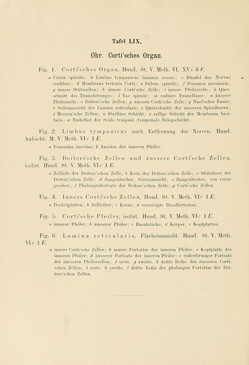 Ohr. Corti'sches Organ. Fig. 1. Corti'sches Organ, Hund. St. V. Metii. VI, XVi 6 F. a Crista spiralis; b Lirnbus tympanicus laminae osseae; c Bündel des Nervus Cochleae; d Membrana tectoria Corti; e Sulcus spiralis: /Foramen nervinurn; ff innere Stützzellen; h innere Corti'sclie Zelle; i innere Pfeilerzelle; k Quer- schnitt des Tunnelstranges; l Vas spirale; m radiäre Tunnelfaser; n äussere Pfeilerzelle; o Deiters'sche Zellen; p äussere Corti'sche Zelle; q Nuel'scher Raum; r Seitenansicht der Lamina reticularis; .« Querschnitte der äusseren Spiralfasern; t Hensen'sche Zellen; u. fibrilläre Schicht; v zellige Schicht der Membrana basi- laris; w Endothel der Scala tympani (tympanale Belegschicht). Fig. 2. Limbus tympanicus nach Entfernung der Nerven, Hund. Aufsicht. M. V. Meth. VIc IE. a Foramina nervina; & Ansätze der inneren Pfeiler. Fig. 3. Deiters'sche Zellen und äussere Corti'sche Zellen, isolirt. Hund. St. V. Meth. Vir 1 E. a Zellleib der Deiters'schen Zelle; b Kern der Deiters'schen Zelle; <• Stützfaser der Deiters'schen Zelle; d Zangenbecher, Seitenansicht; e Zangenbecher, von vorne gesehen; /Phalangenfortsatz der Deiters'schen Zelle; ff Corti'sche Zellen. Fig. 4. Innere Corti'sche Zellen, Hund. St. V. Meth. Vir IE. a Deckelplatten; b Zellleiber; c Kerne; d verzweigte Basalfortsätze. Fig. 5. Corti'sche Pfeiler, isolirt. Hund. St. V. Meth. VIc IE. a innerer Pfeiler; b äusserer Pfeiler; c Basalstücke; d Körper; e Kopfplatten. Fig. 6. Lamina reticularis, Flächenansicht. Hund. St. V. Meth. VIc IE. a innere Corti'sche Zellen; b innere Fortsätze der inneren Pfeiler; c Kopfplatte der inneren Pfeiler; d äusserer Fortsatz der inneren Pfeiler; e ruderförmiger Fortsatz der äusseren Pfeilerzellen; / erste, g zweite. // dritte Reihe der äusseren Corti- scken Zellen; i erste, k zweite. I dritte Reihe der phalangen Fortsätze der Dei- ters'schen Zellen.