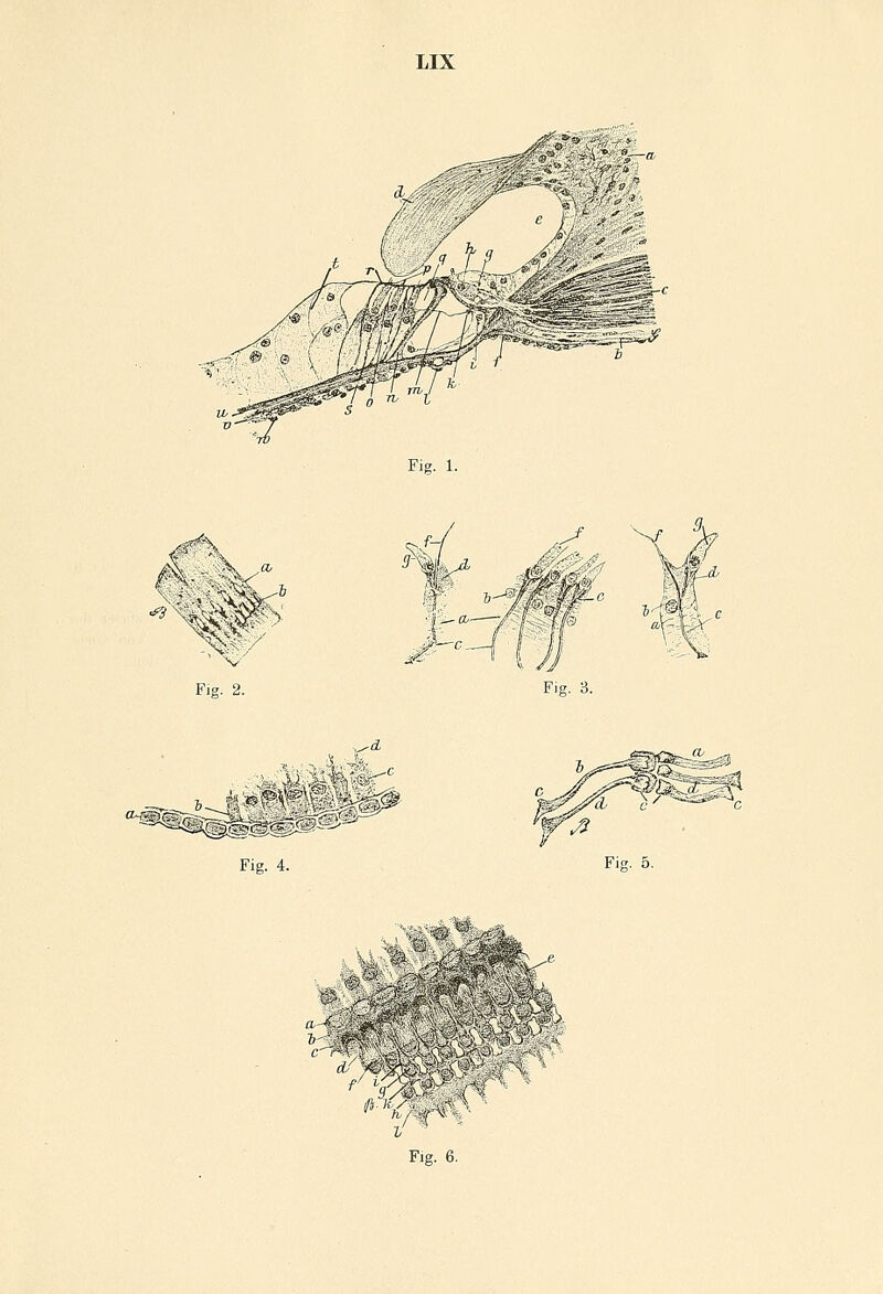 LIX Fig. 1. Fig. 2. Fig. 3. Fig. 5. *7» '