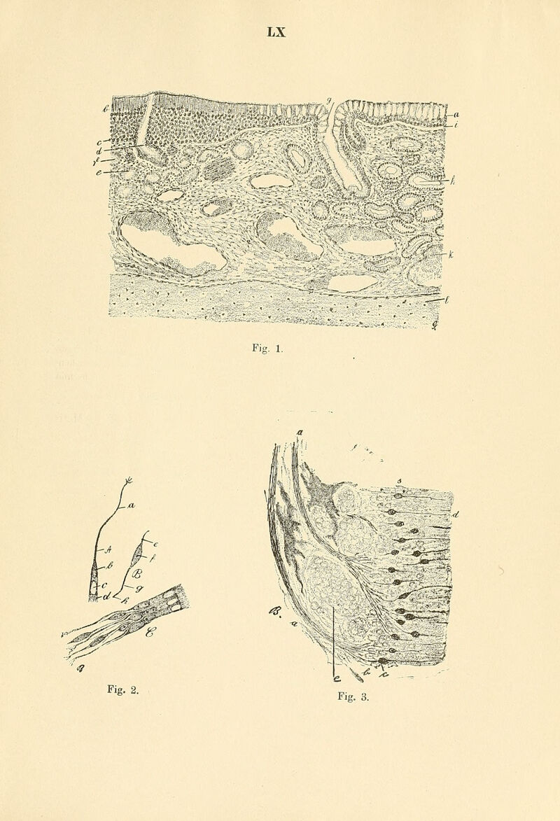LX JST-A' Mstw ¥ i : \ r'JM*. r^ Fig- 1. JBLi , 1 i ;;<■■-< -±~k Fig. 2. Vfc. ÜSSS&I : 7- e. \