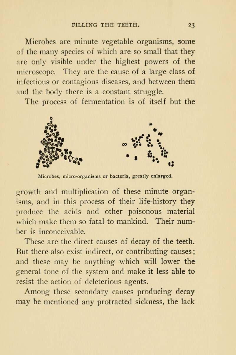 Microbes are minute vegetable organisms, some of the many species of which are so small that they are only visible under the highest powers of the microscope. They are the cause of a large class of infectious or contagious diseases, and between them and the body there is a constant struggle. The process of fermentation is of itself but the 09 Microbes, micro-orgranisms or bacteria, greatly enlarged. growth and multiplication of these minute organ- isms, and in this process of their life-history they produce the acids and other poisonous material which make them so fatal to mankind. Their num- l)er is inconceivable. These are the direct causes of decay of the teeth. But there also exist indirect, or contributing causes; and these may be anything which will low^er the general tone of the system and make it less able to resist the action of deleterious agents. Among these secondary causes producing decay may be mentioned any protracted sickness, the lack