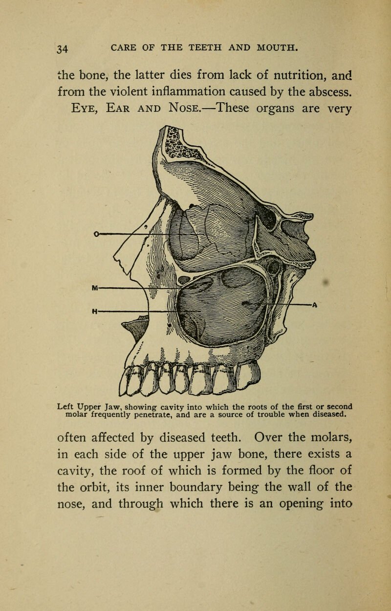 the bone, the latter dies from lack of nutrition, and from the violent inflammation caused by the abscess. Eye, Ear and Nose.—These organs are very Left Upper Jaw, showing cavity into which the roots of the first or second molar frequently penetrate, and are a source of trouble when diseased. often affected by diseased teeth. Over the molars, in each side of the upper jaw bone, there exists a cavity, the roof of which is formed by the floor of the orbit, its inner boundary being the wall of the nose, and through which there is an opening into