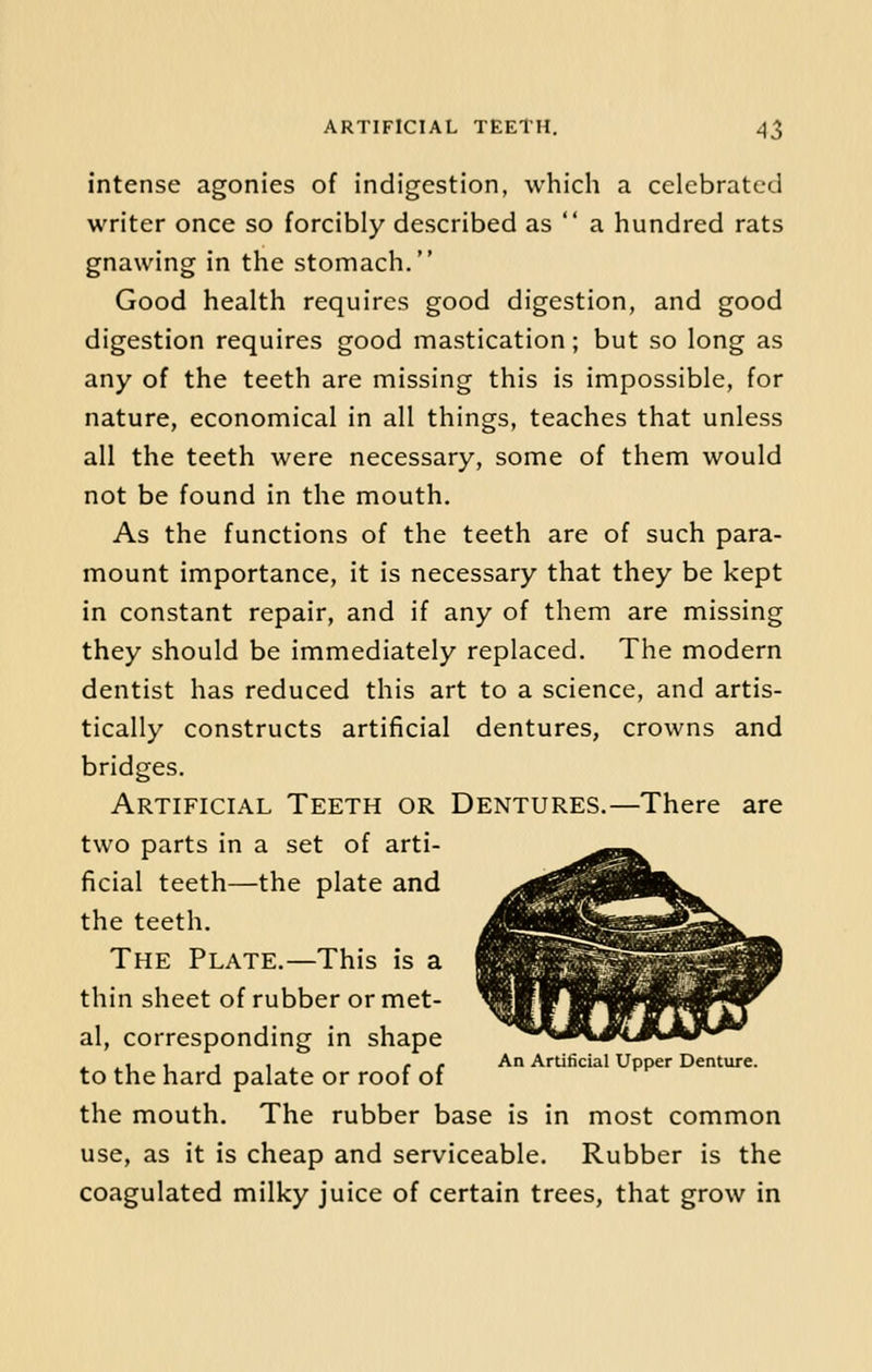 intense agonies of indigestion, which a celebrated writer once so forcibly described as  a hundred rats gnawing in the stomach. Good health requires good digestion, and good digestion requires good mastication; but so long as any of the teeth are missing this is impossible, for nature, economical in all things, teaches that unless all the teeth were necessary, some of them would not be found in the mouth. As the functions of the teeth are of such para- mount importance, it is necessary that they be kept in constant repair, and if any of them are missing they should be immediately replaced. The modern dentist has reduced this art to a science, and artis- tically constructs artificial dentures, crowns and bridges. Artificial Teeth or Dentures.—There are two parts in a set of arti- ficial teeth—the plate and the teeth. The Plate.—This is a thin sheet of rubber or met- al, corresponding in shape ,, , , , , .. , An Artificial Upper Denture. to the hard palate or roof of the mouth. The rubber base is in most common use, as it is cheap and serviceable. Rubber is the coagulated milky juice of certain trees, that grow in