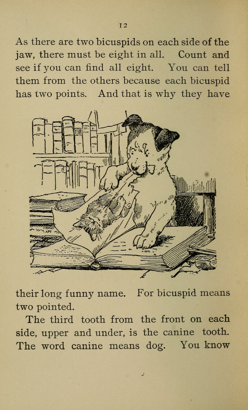 As there are two bicuspids on each side of the jaw, there must be eight in all. Count and see if you can find all eight. You can tell them from the others because each bicuspid has two points. And that is why they have their long funny name. For bicuspid means two pointed. The third tooth from the front on each side, upper and under, is the canine tooth. The word canine means dog. You know