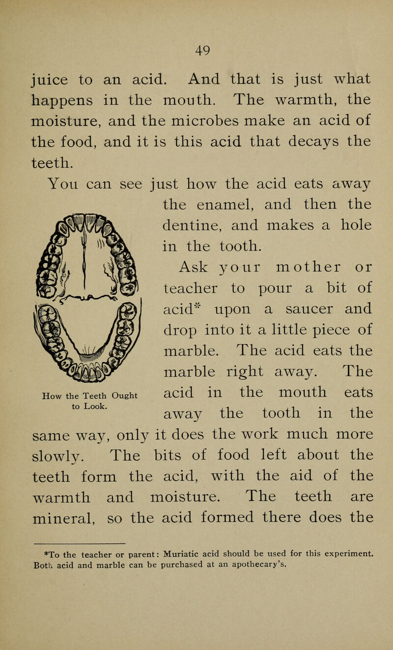 juice to an acid. And that is just what happens in the mouth. The warmth, the moisture, and the microbes make an acid of the food, and it is this acid that decays the teeth. You can see just how the acid eats away the enamel, and then the dentine, and makes a hole in the tooth. Ask your mother or teacher to pour a bit of acid* upon a saucer and drop into it a little piece of marble. The acid eats the marble right away. The acid in the mouth eats away the tooth in the same way, only it does the work much more slowlv. The bits of food left about the teeth form the acid, with the aid of the warmth and moisture. The teeth are mineral, so the acid formed there does the How the Teeth Ought to Look. *To the teacher or parent: Muriatic acid should be used for this experiment. Both acid and marble can be purchased at an apothecary's.