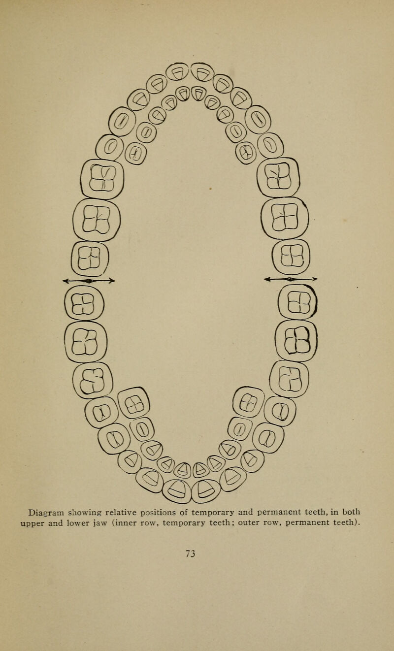 Diagram showing relative positions of temporary and permanent teeth, in both upper and lower jaw (inner row, temporary teeth; outer row, permanent teeth).